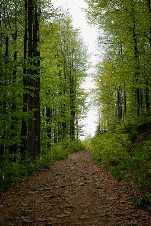 Chemin caillouteux qui monte entre les hêtres