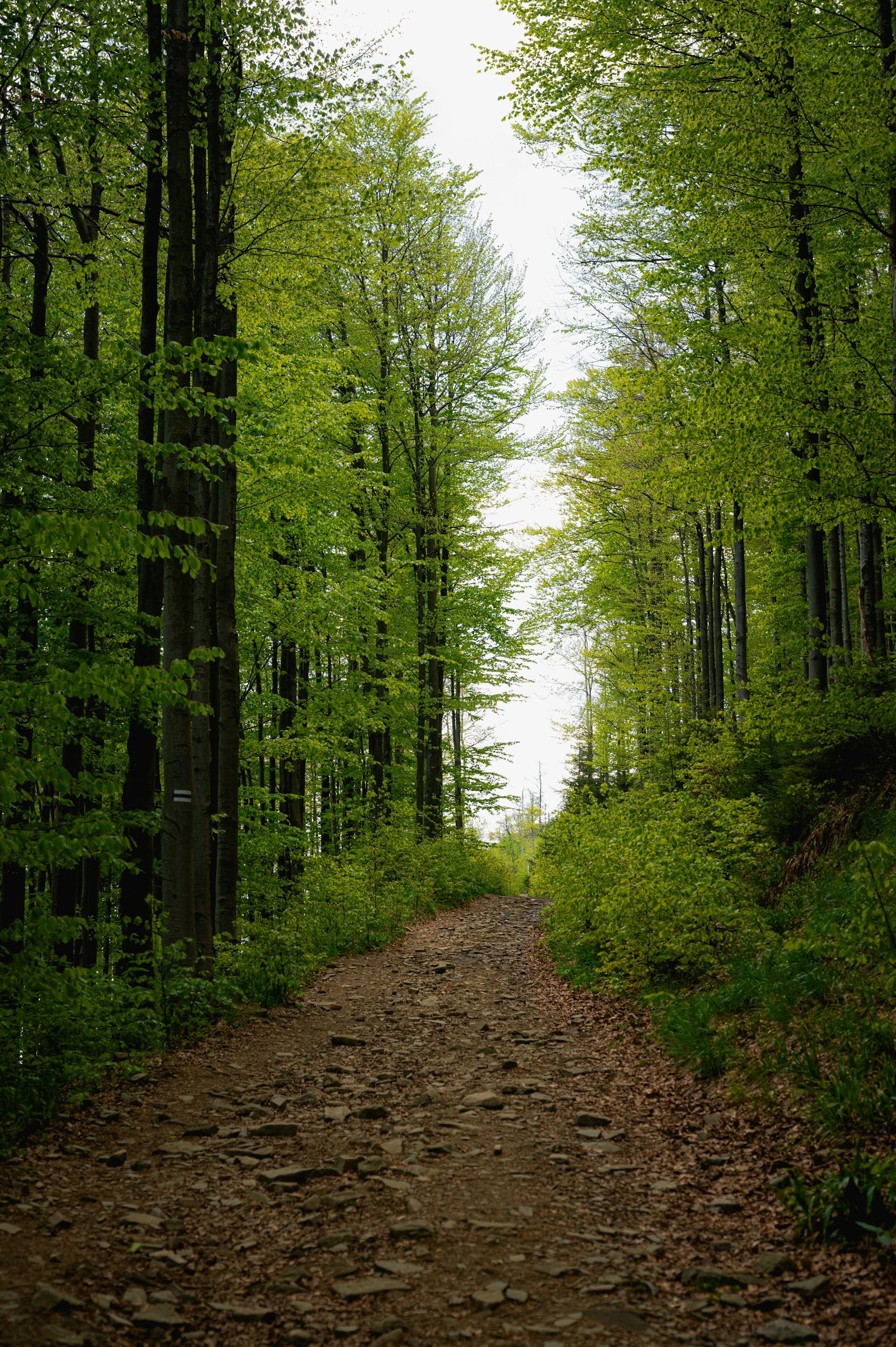 A forest path guides into the bright horizon.