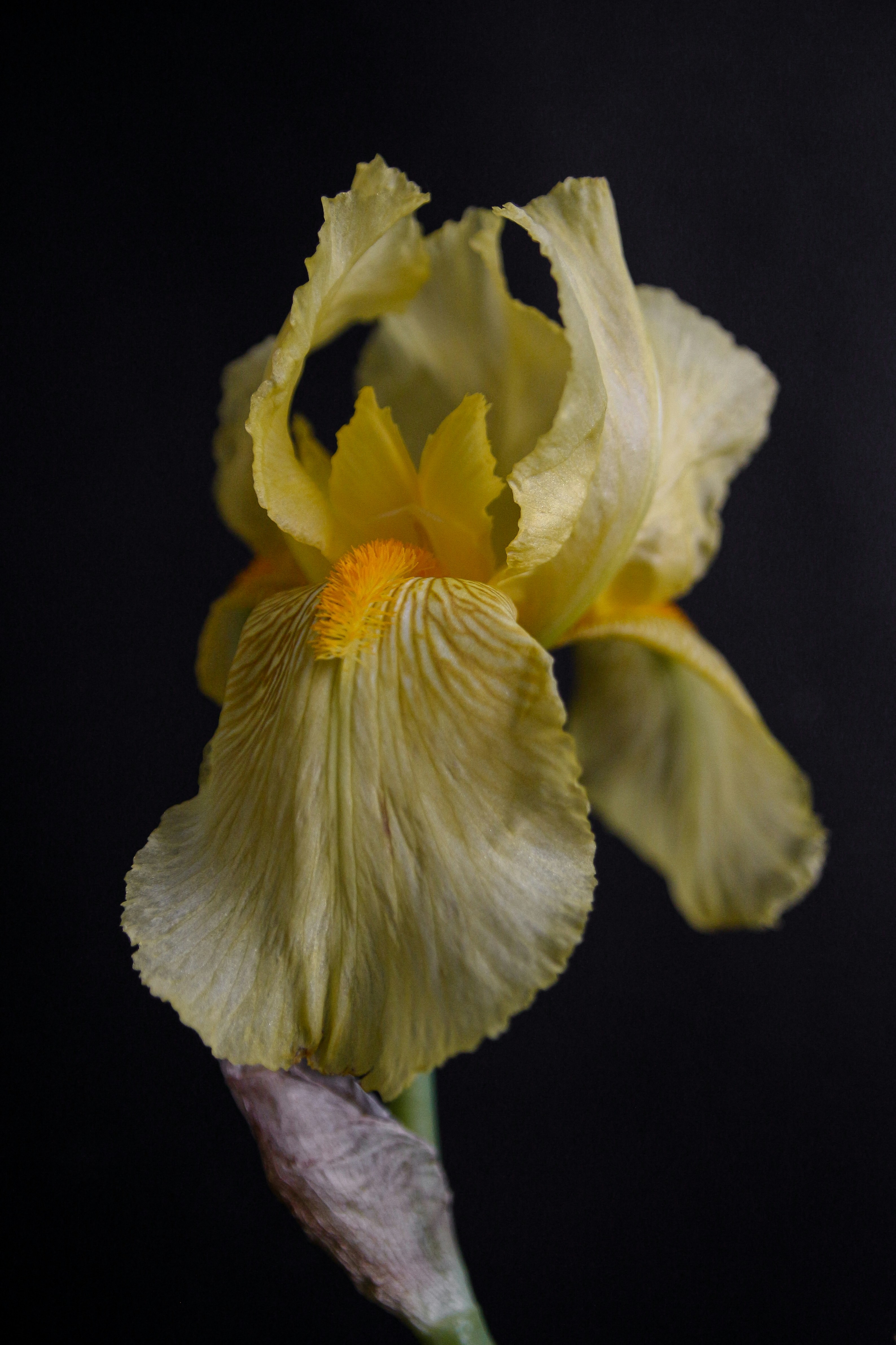 아름답고 옅은 노란색 홍채가 표시됩니다. 사진 – Unsplash의 무료 꽃 이미지, image size:3000x4500