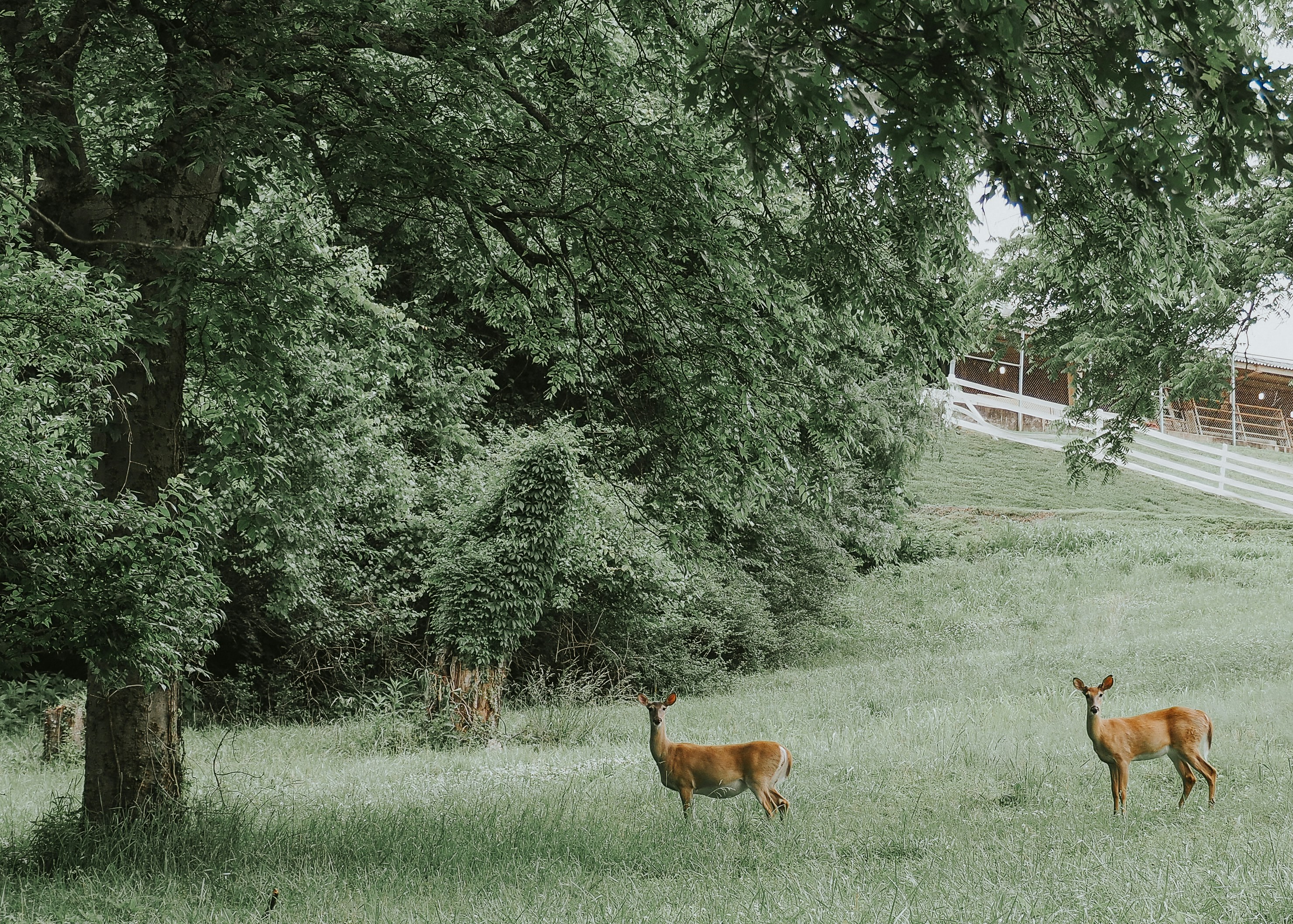 Deer stand in a grassy field under a tree.