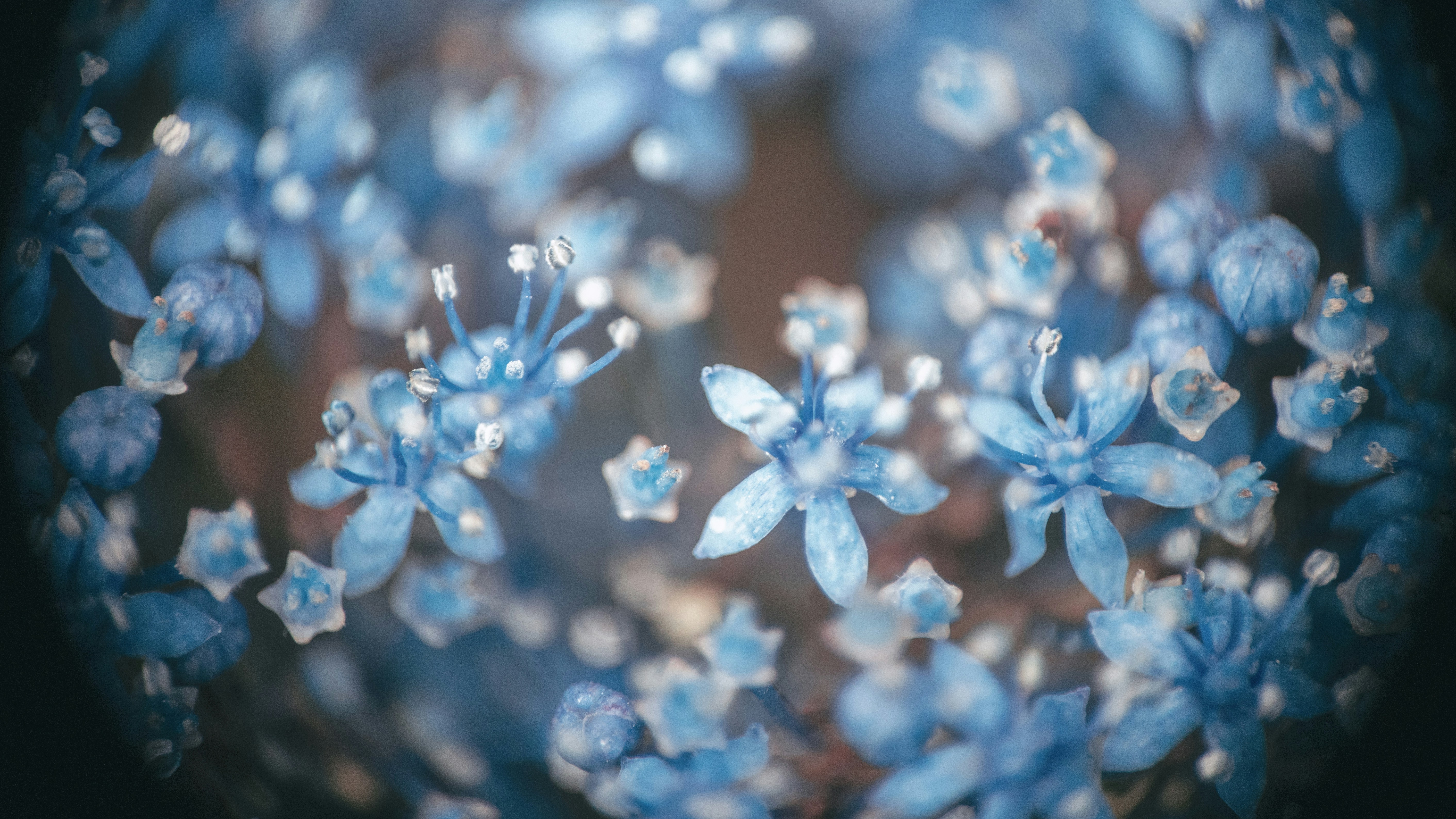 Blue flowers bloom beautifully with a dark vignette.