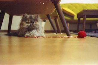 A fluffy cat plays with a ball of yarn.