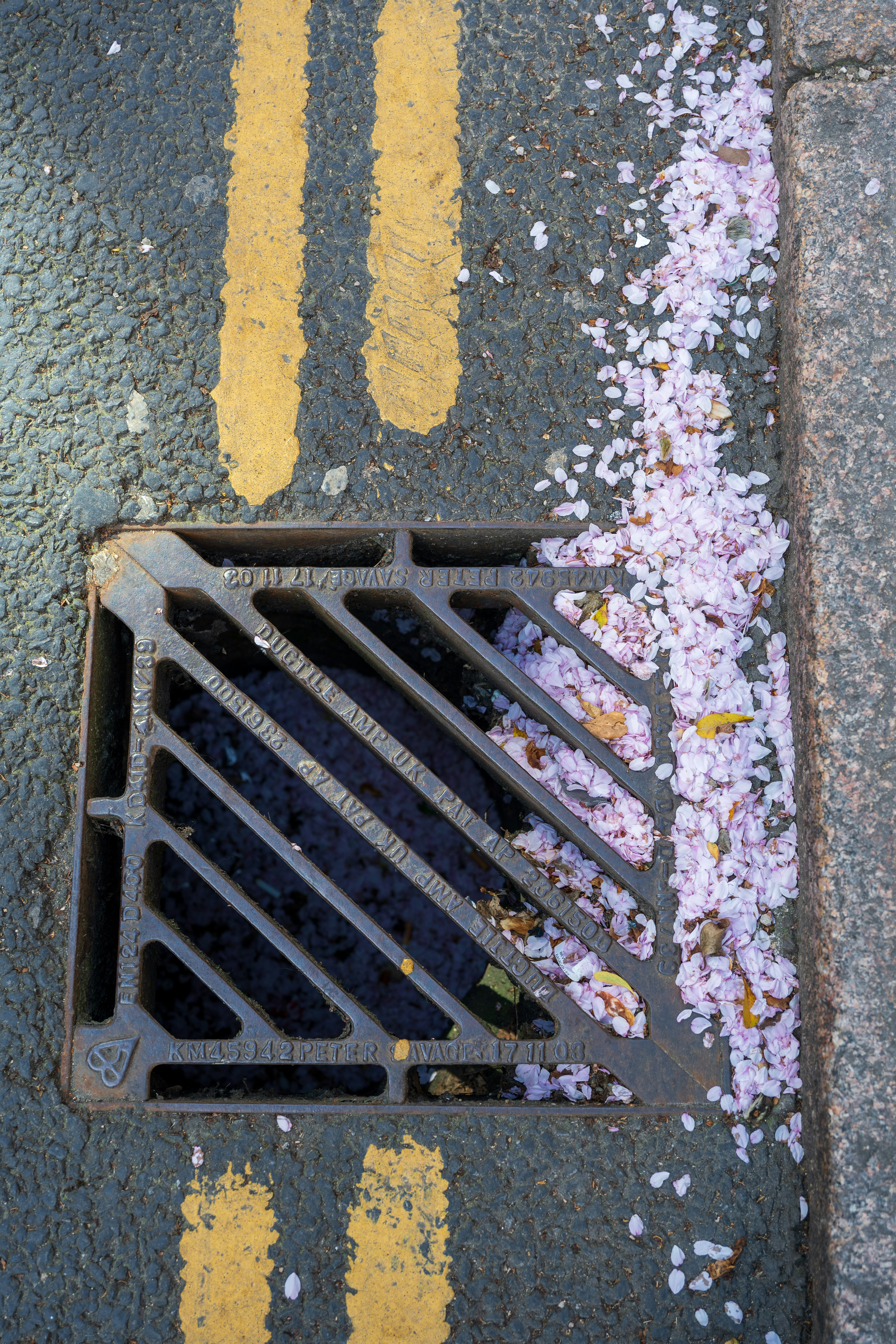 Flowers scatter near a drain on the asphalt.