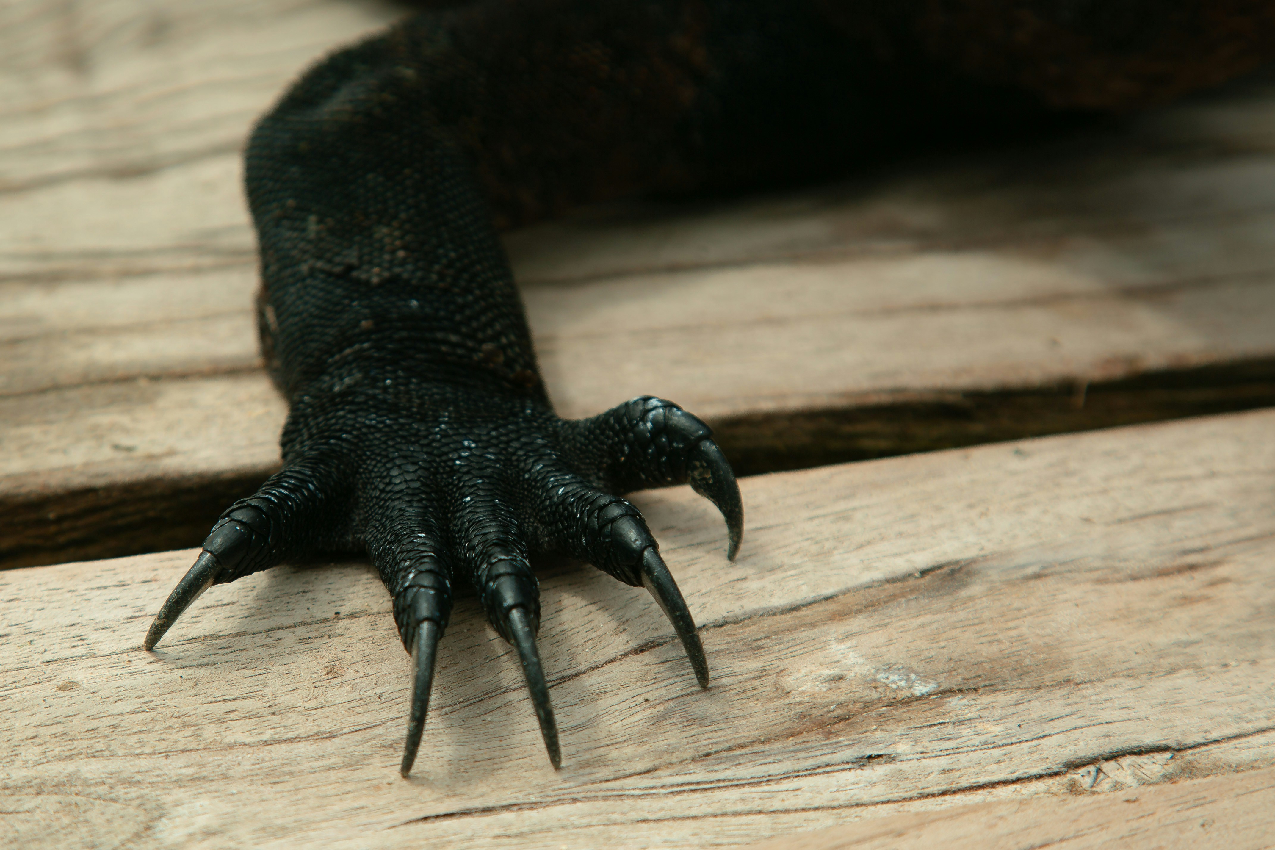 Therizinosaurus: Ako sa menil pohľad na neznámeho dinosaura