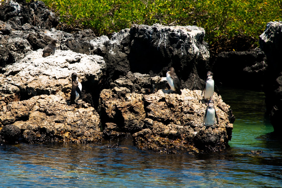 Galápagos October — snorkelling in clear waters around the volcanic islands