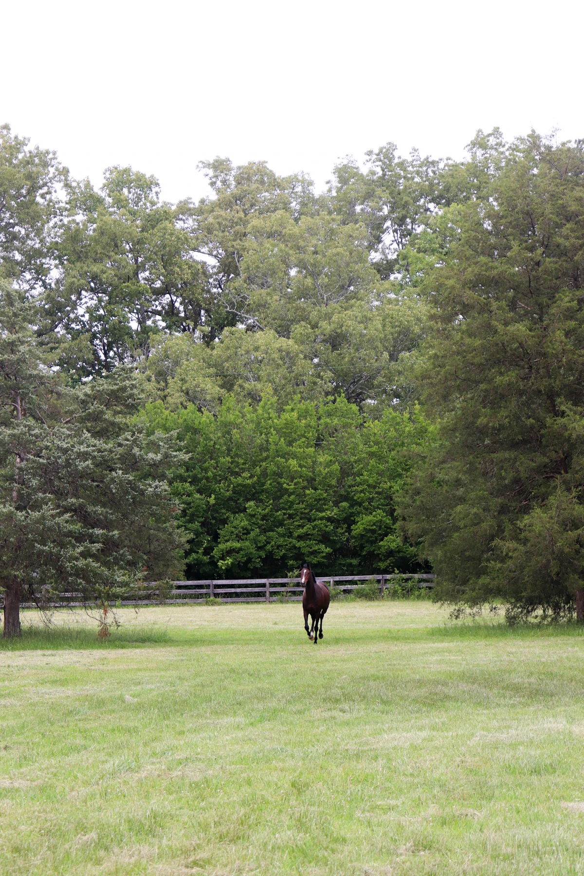 A horse in a green Kildare meadow