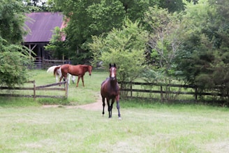 Horses graze in a grassy field near a barn.
