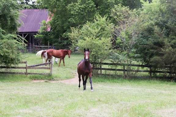 Horses graze in a grassy field near a barn.