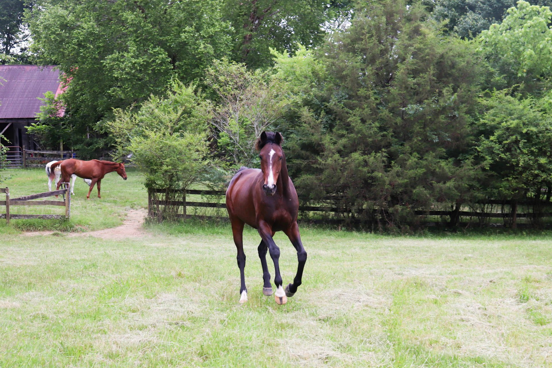 A thoroughbred galloping across a green Kildare meadow