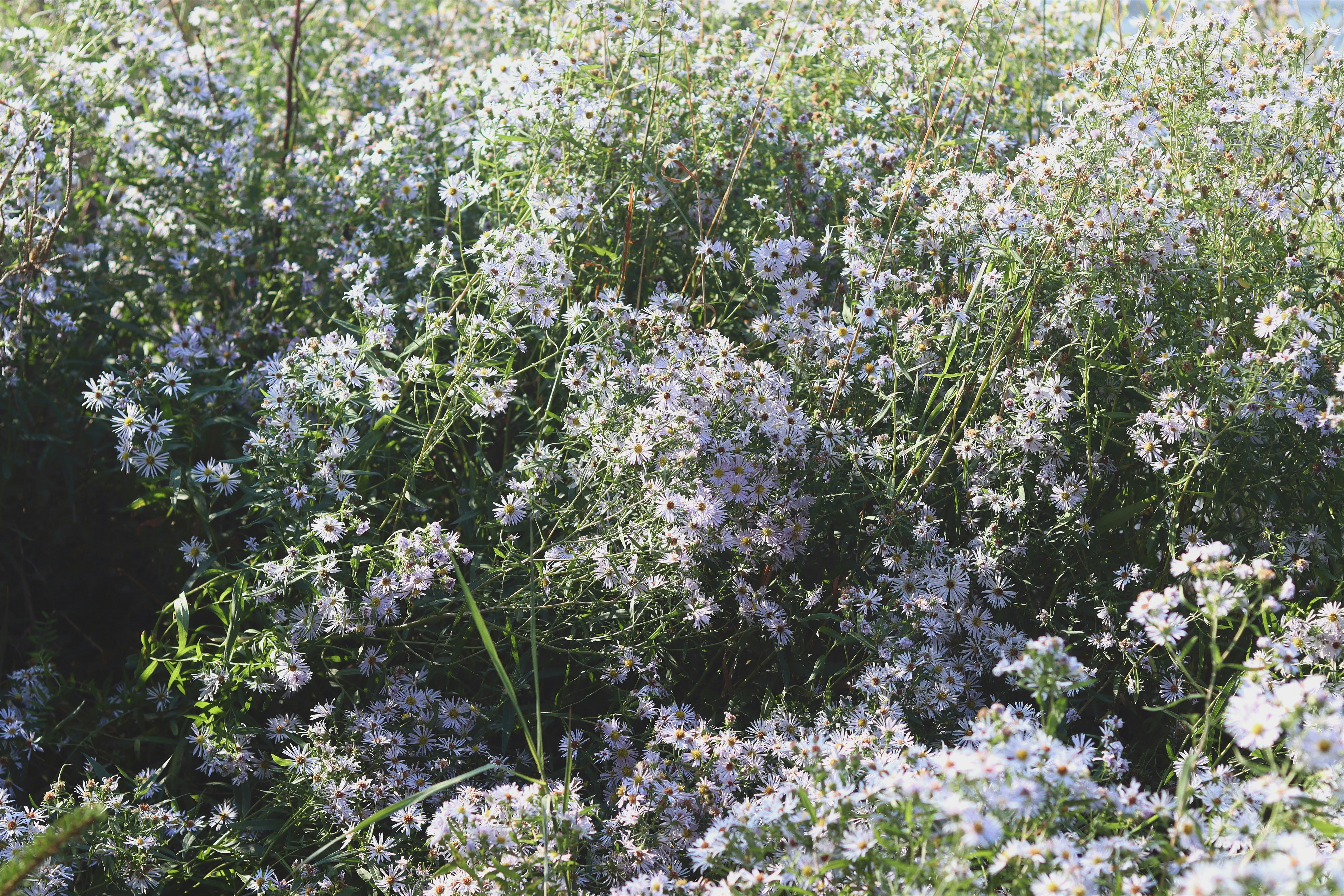 Wildflowers create a soft, white landscape.