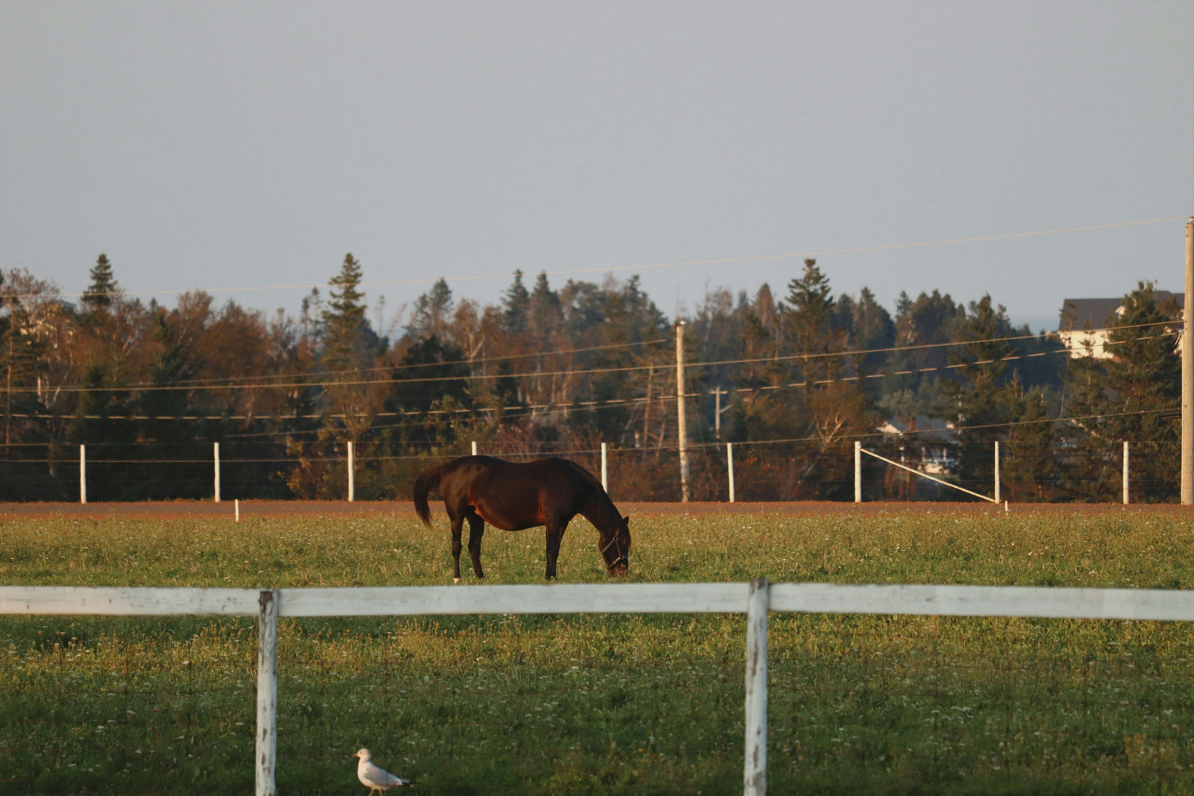 A horse grazes peacefully in a grassy field.