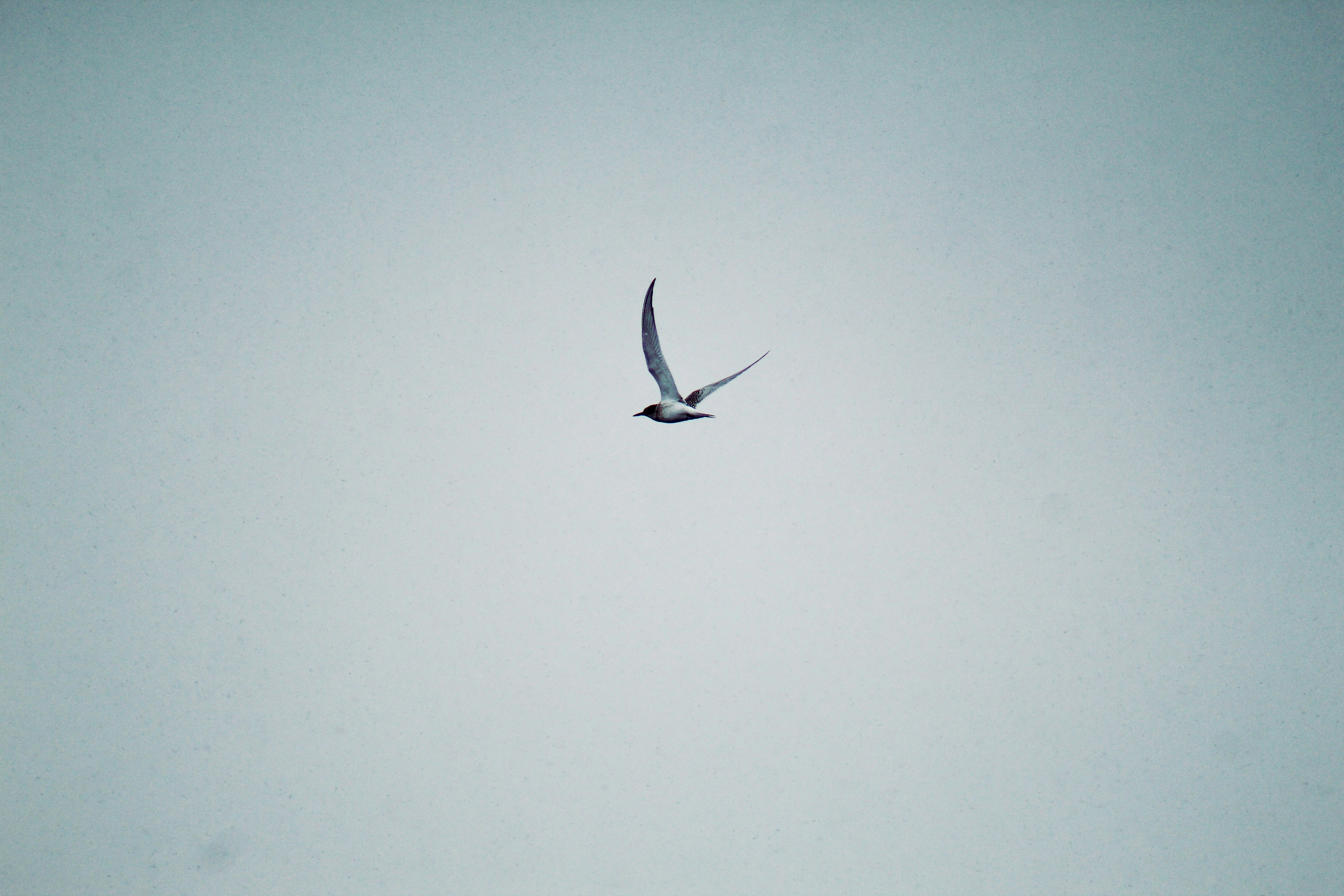 Photo by eluronmaton