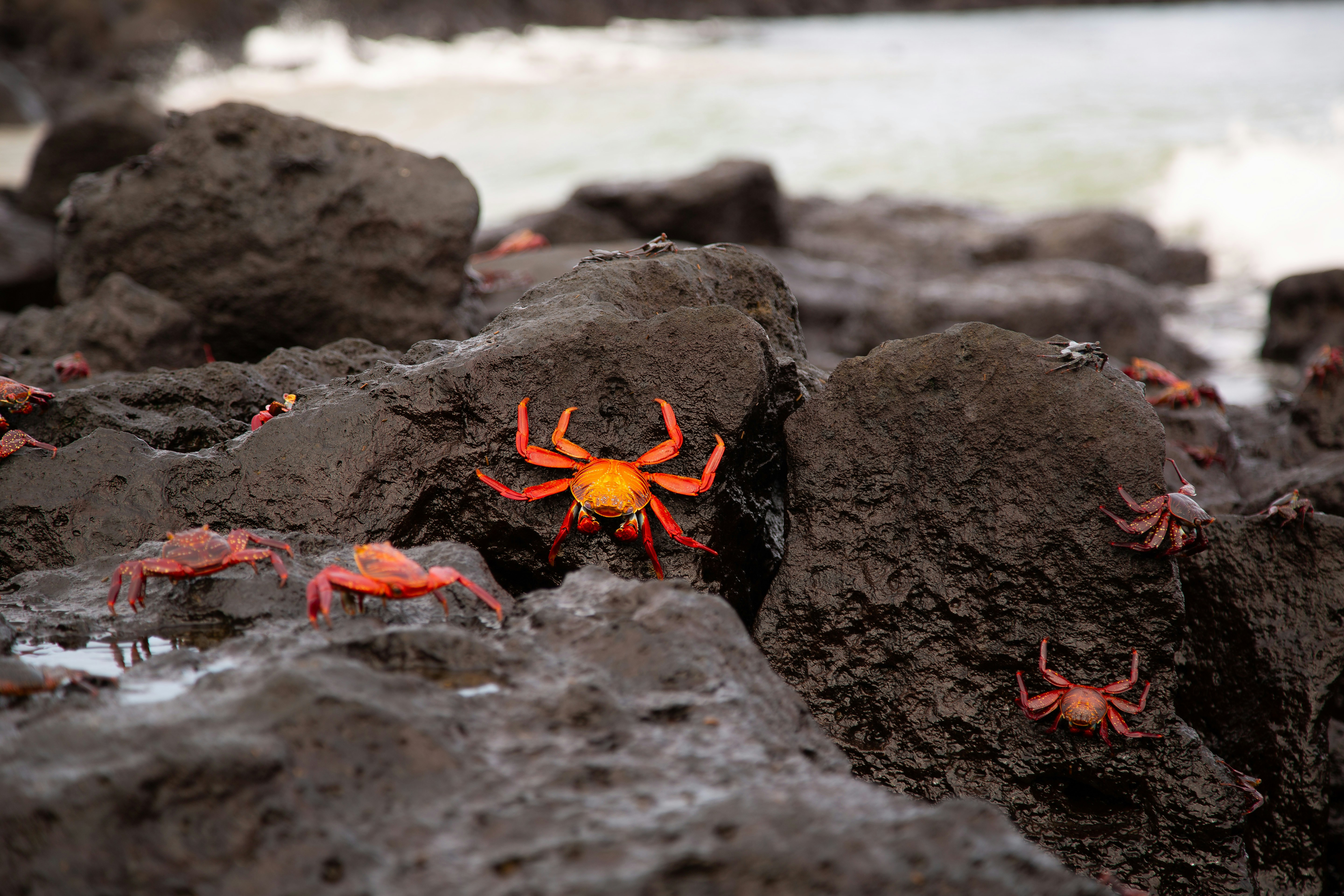 Crabs cluster on dark rocks near the ocean