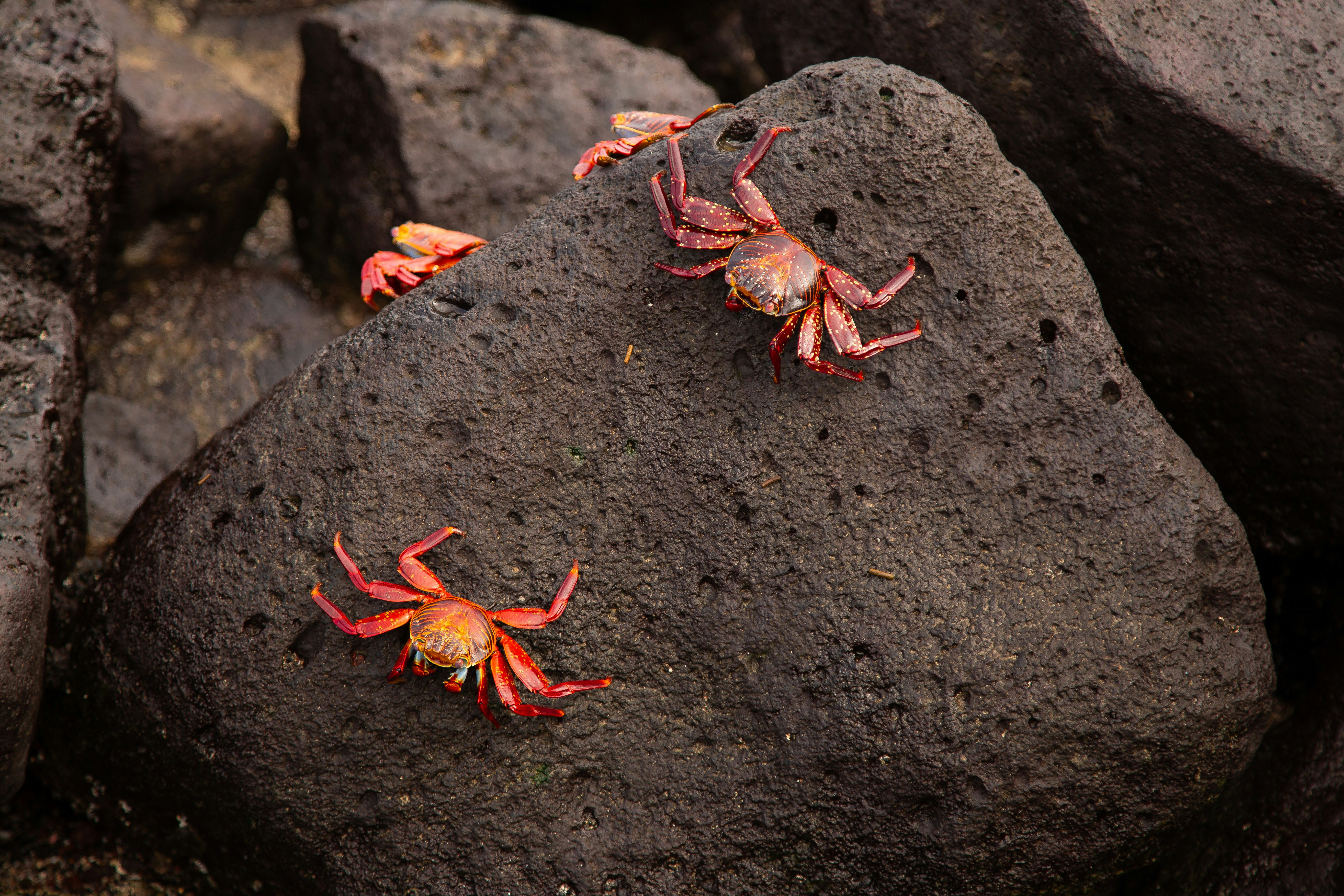 Red crabs rest on a dark, volcanic rock
