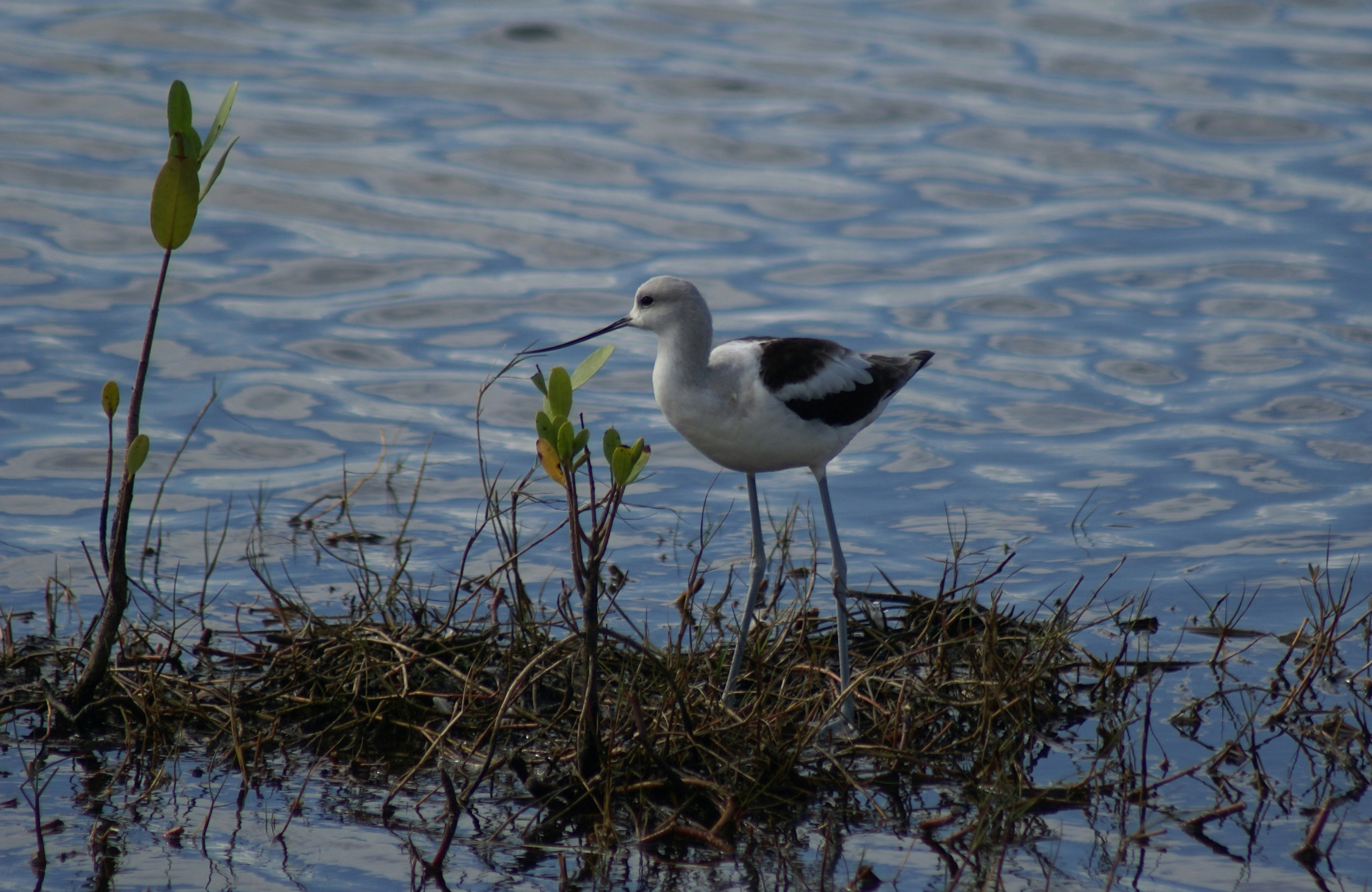 Photo by howardmarsee