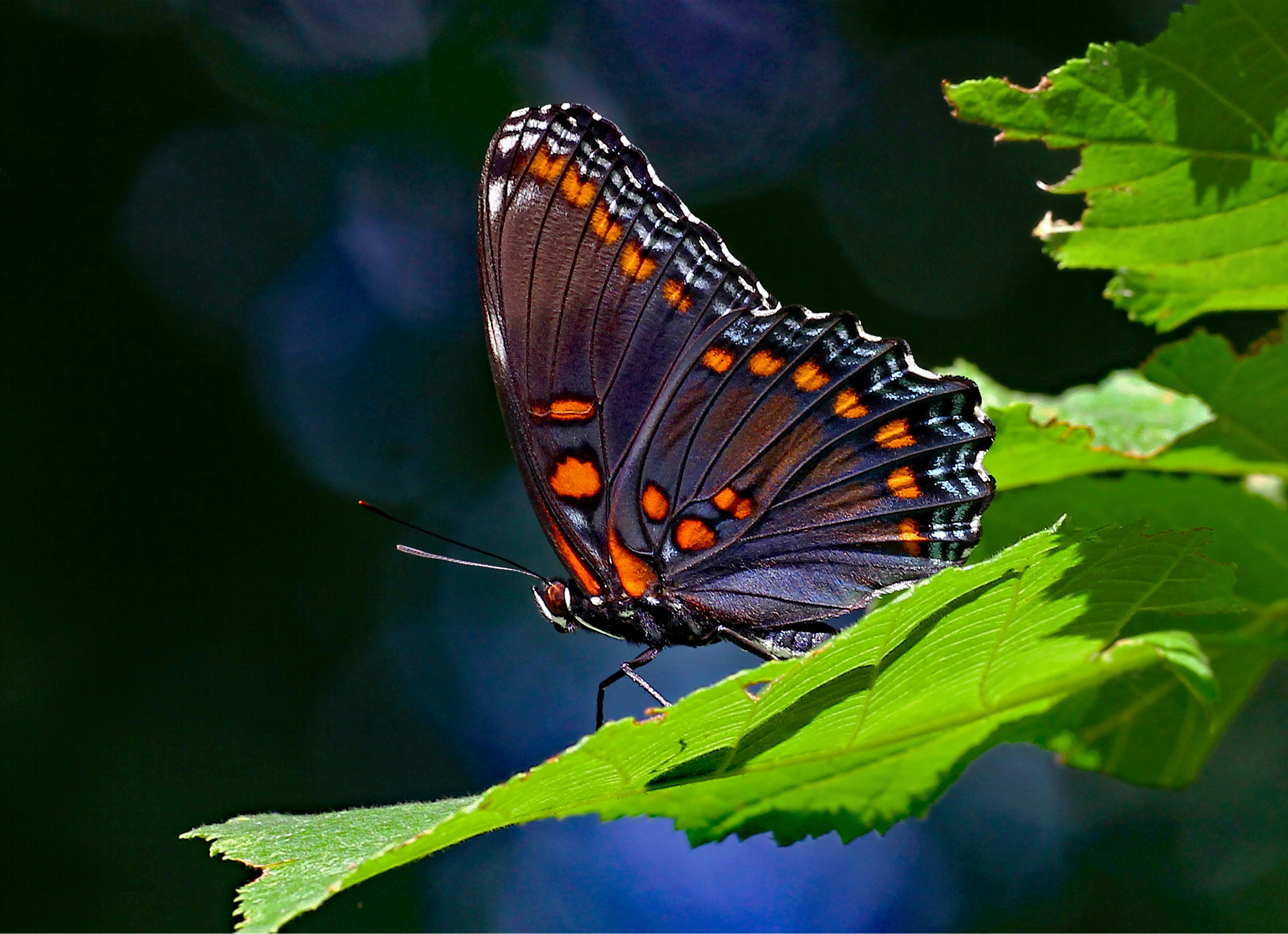 Photo by telliottmbamsc