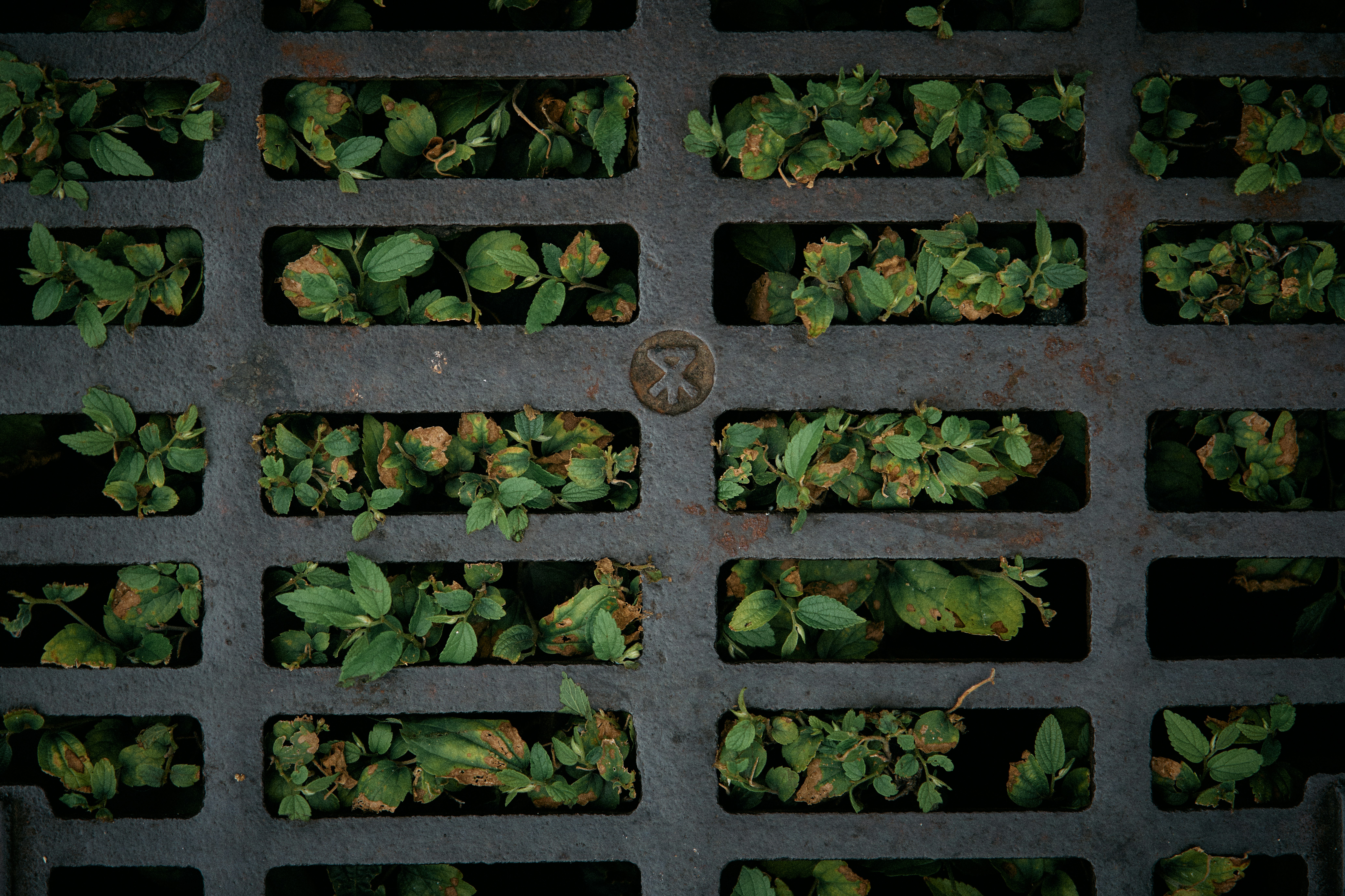 What Europeans eat: a deep look at plant compounds