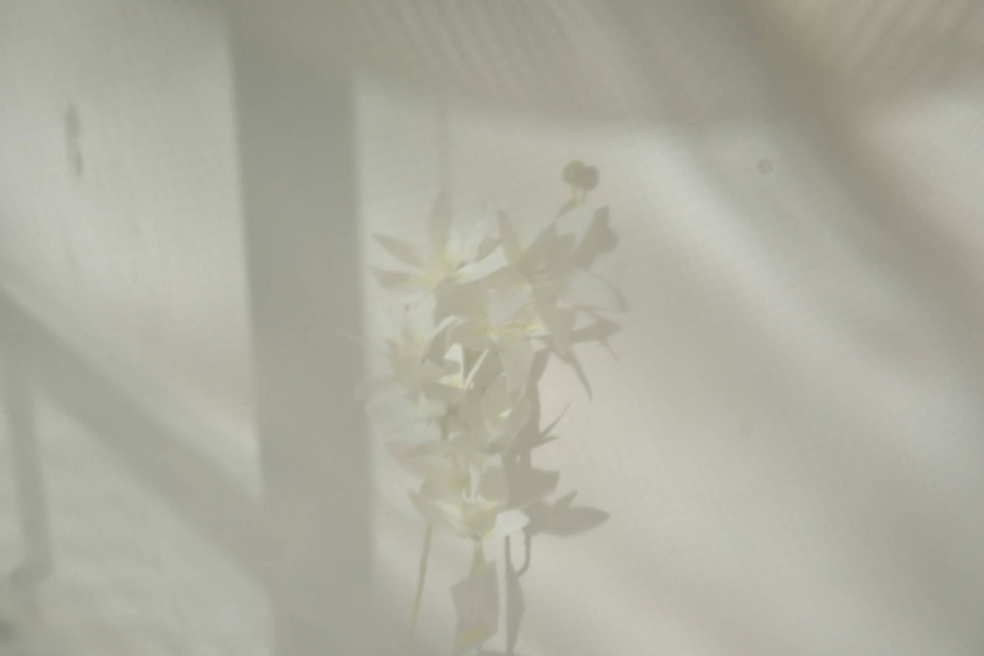 Flowers cast shadows on a white curtain.
