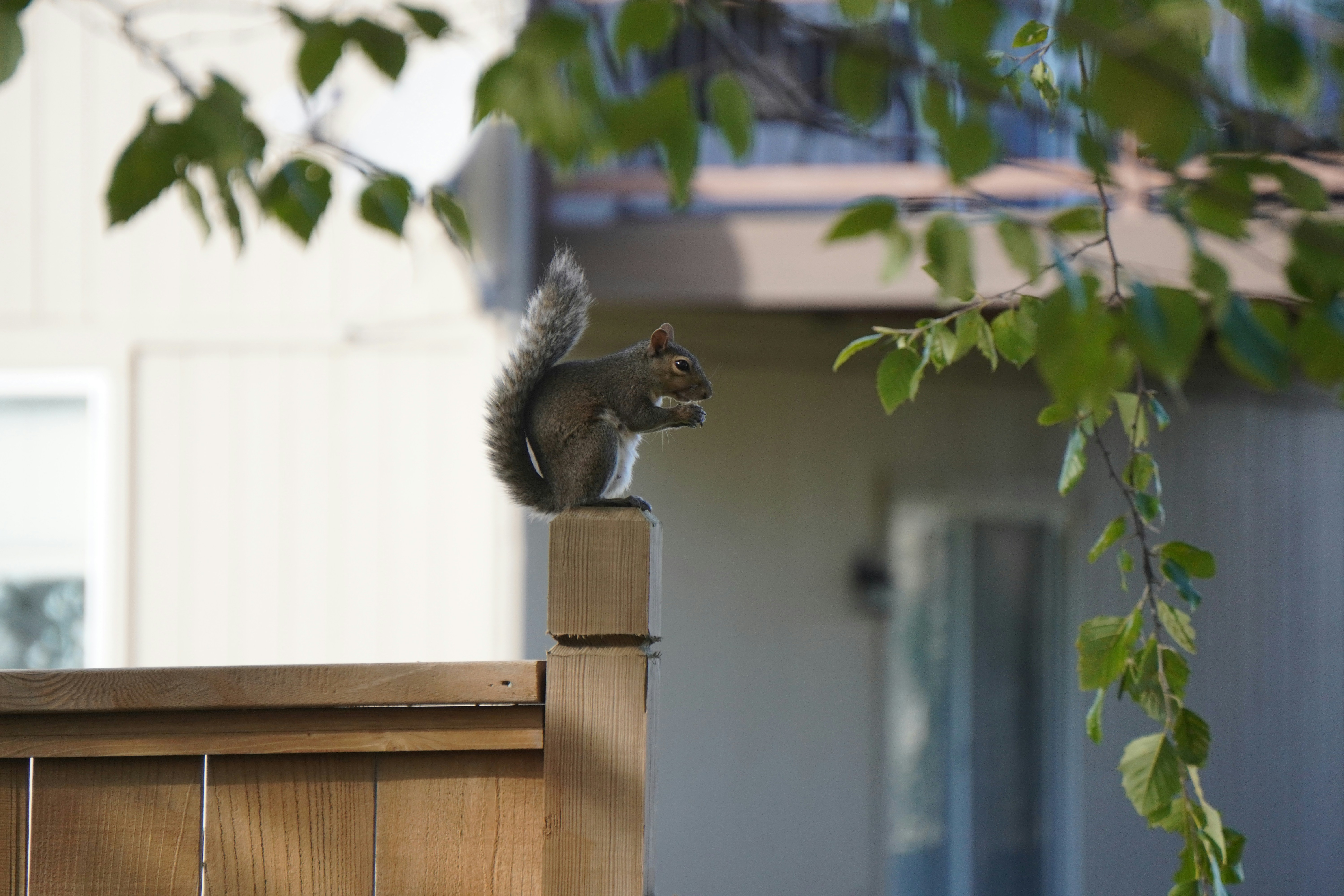 Photo by devilsphoto