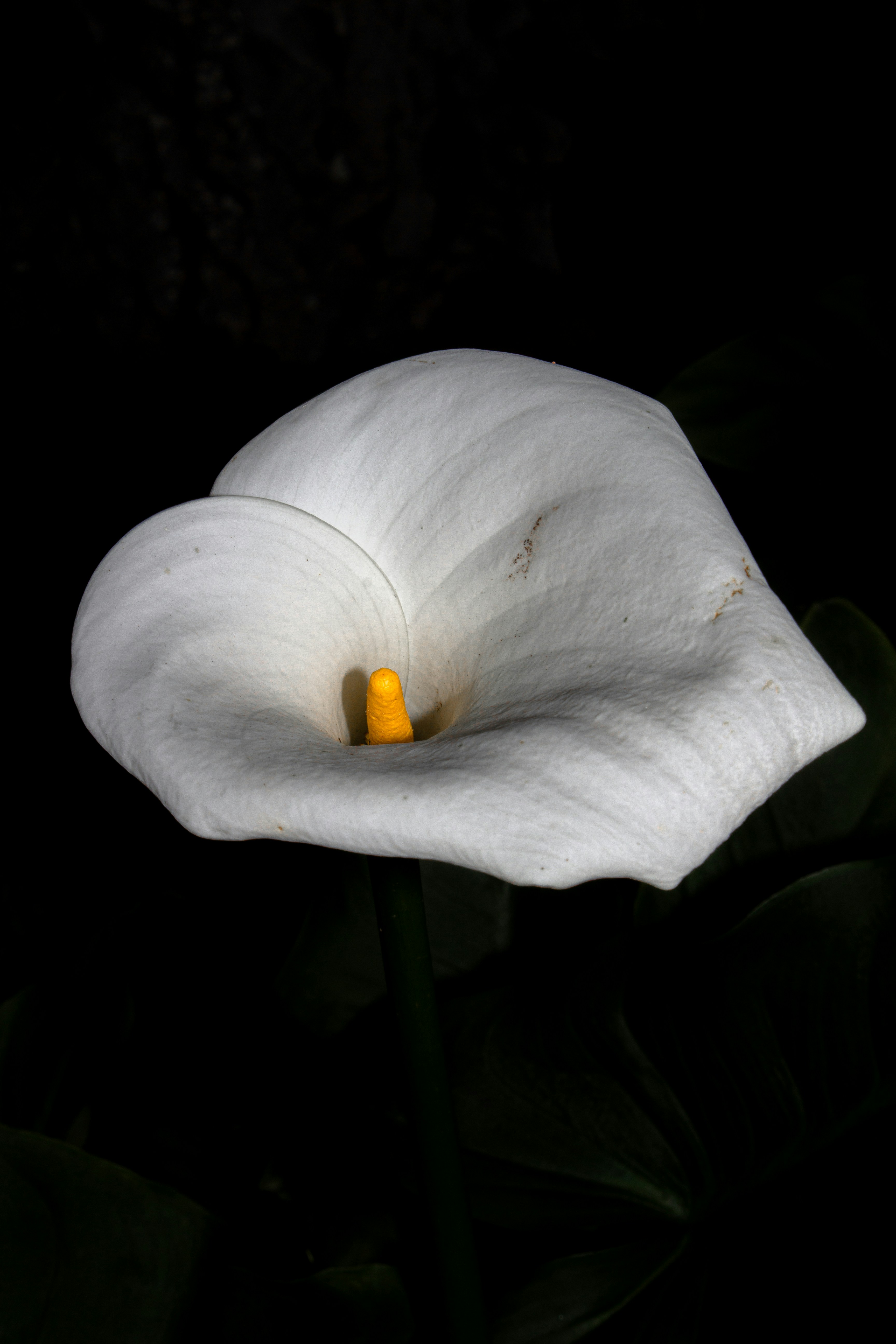 Photo by thalittlemarc