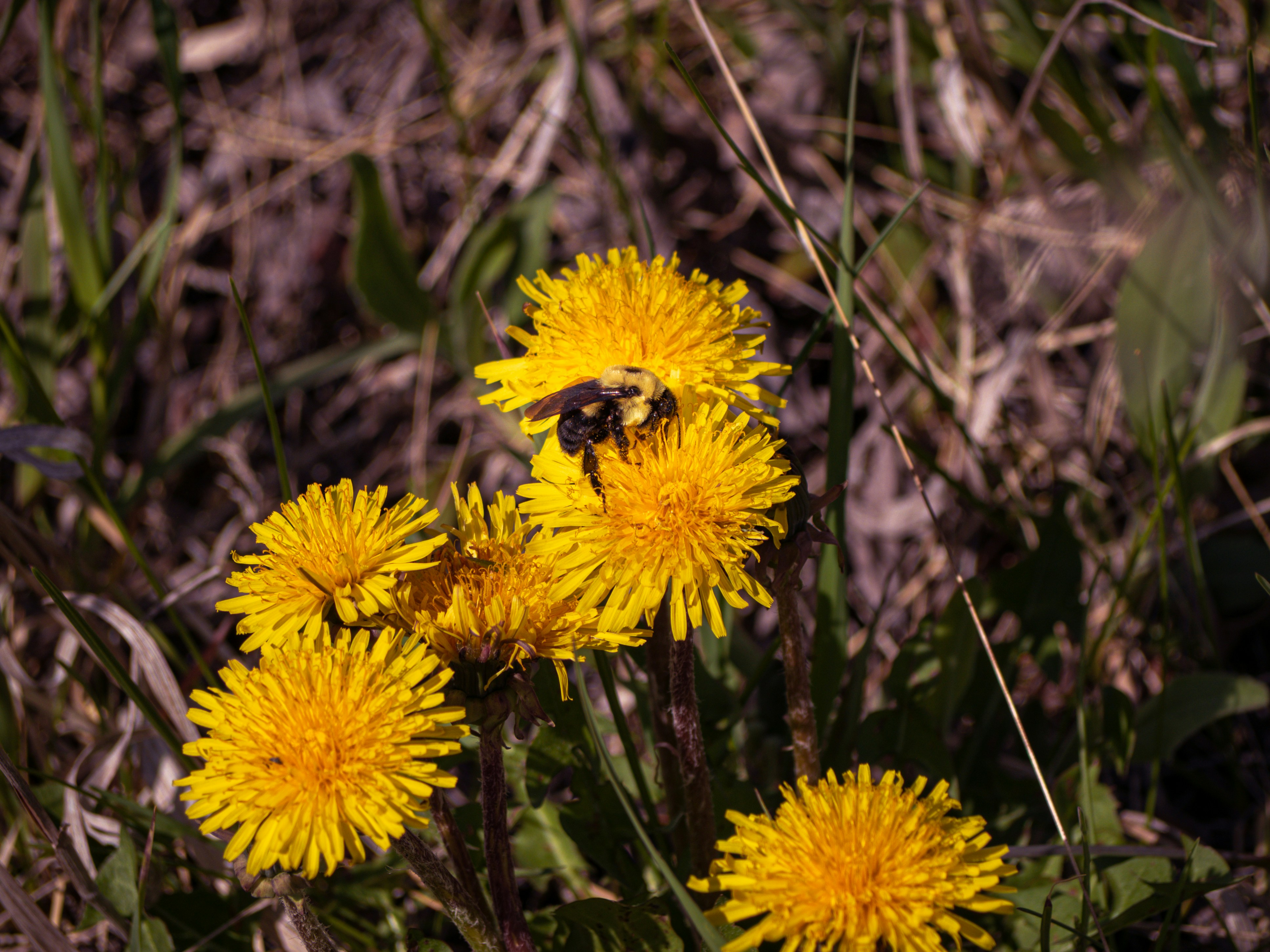 Photo by samueljames16