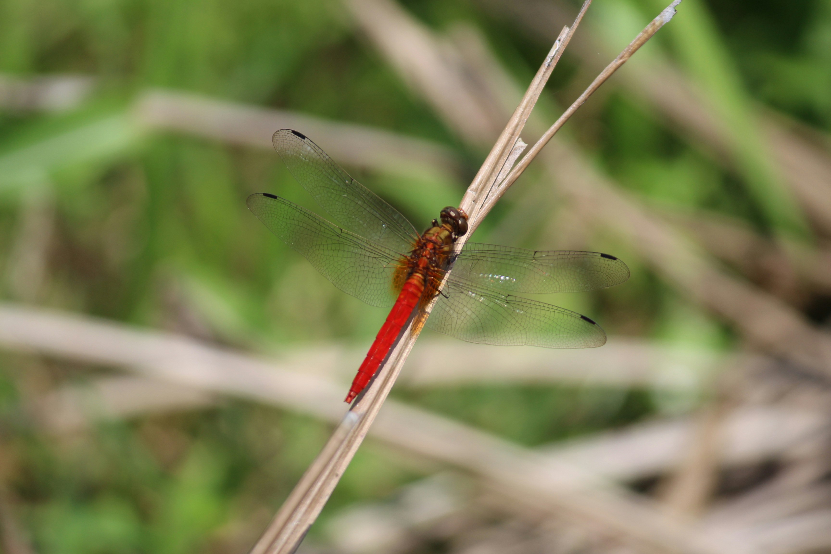 Photo by irsyadmahlafi