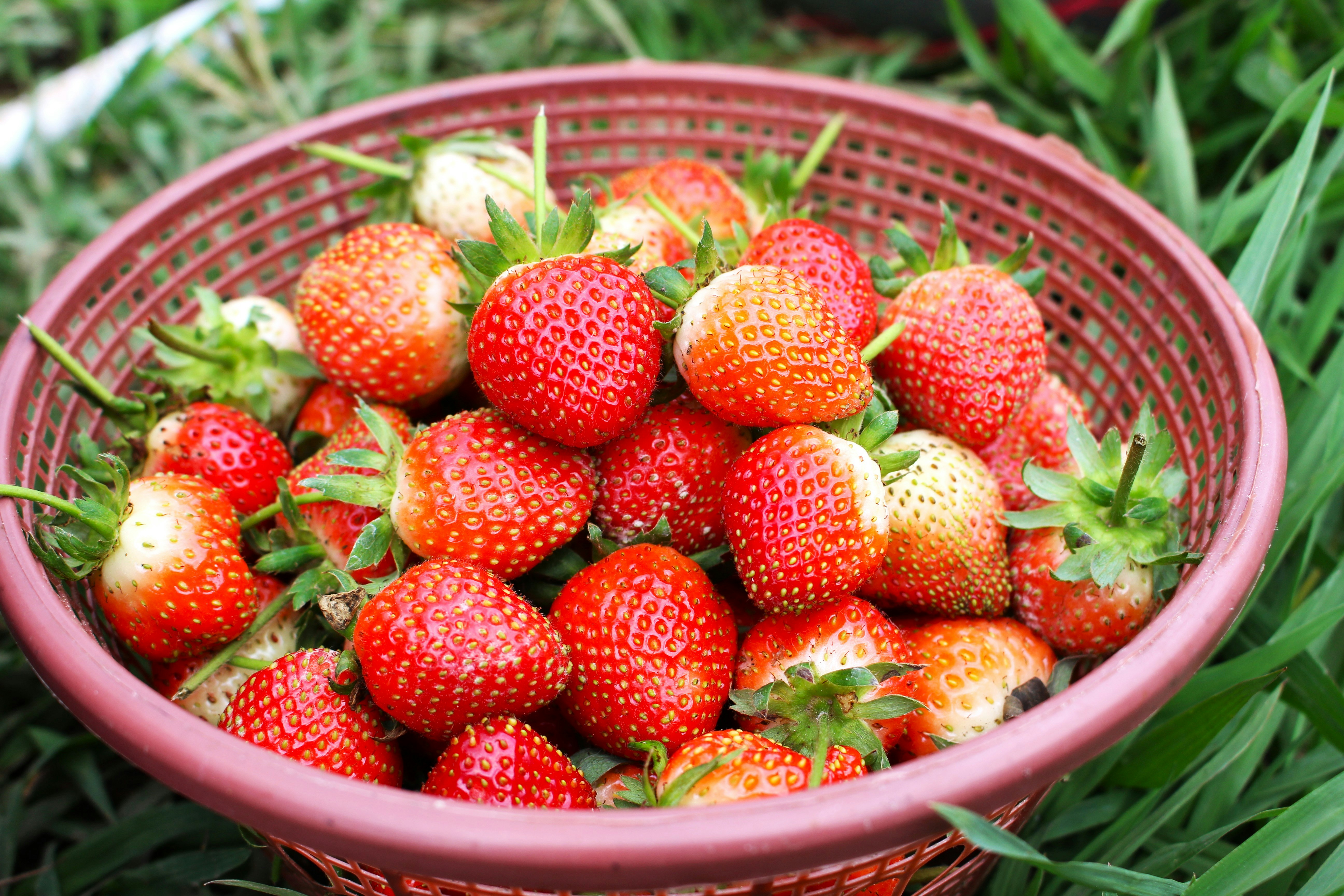 Summer's Bounty: Seasonal Fruits, Vegetables, and Easy Gardening Tips | EasyHome — Bailey AI and EasyHome home management app