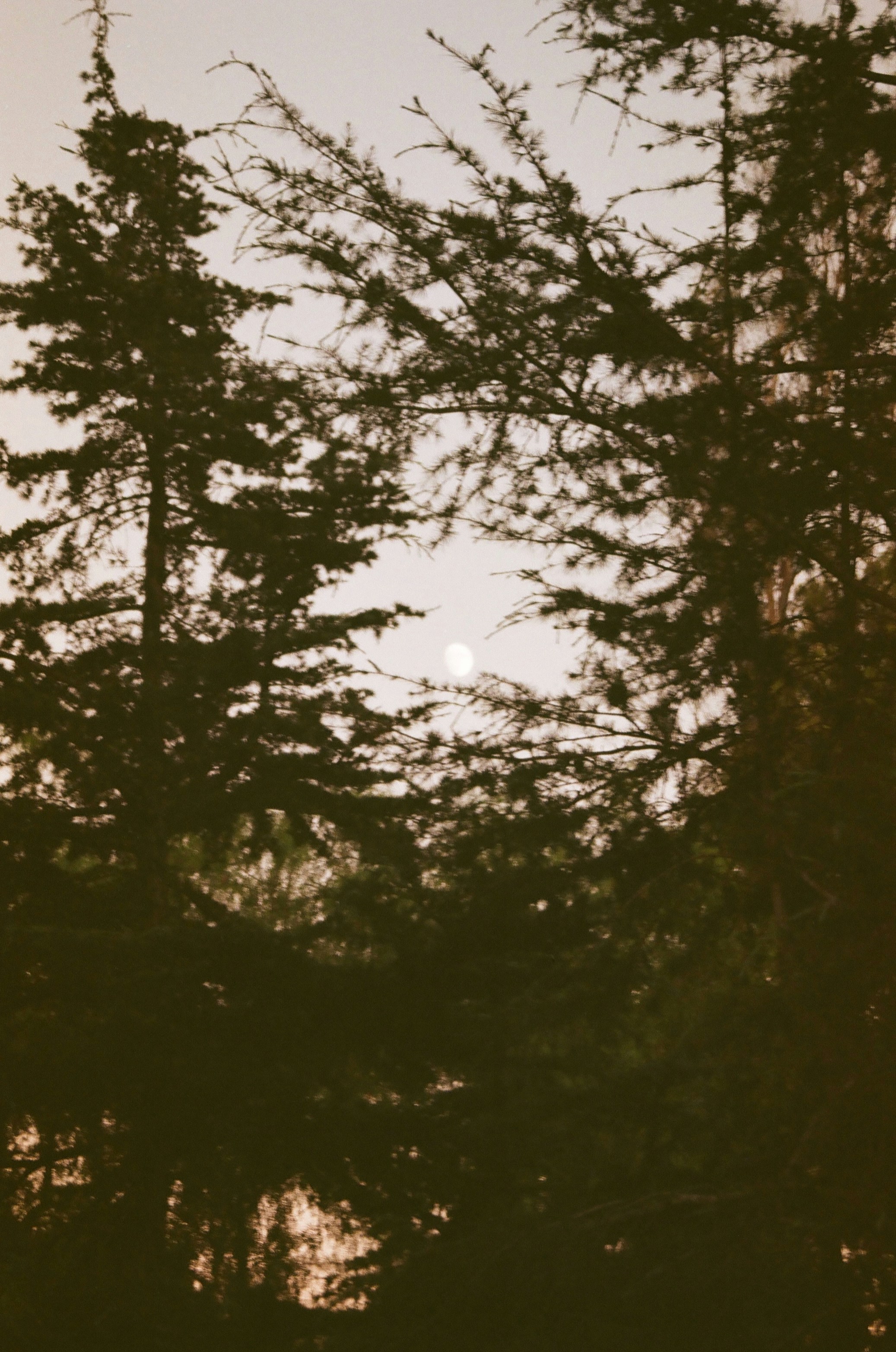 The moon shines through silhouetted trees.