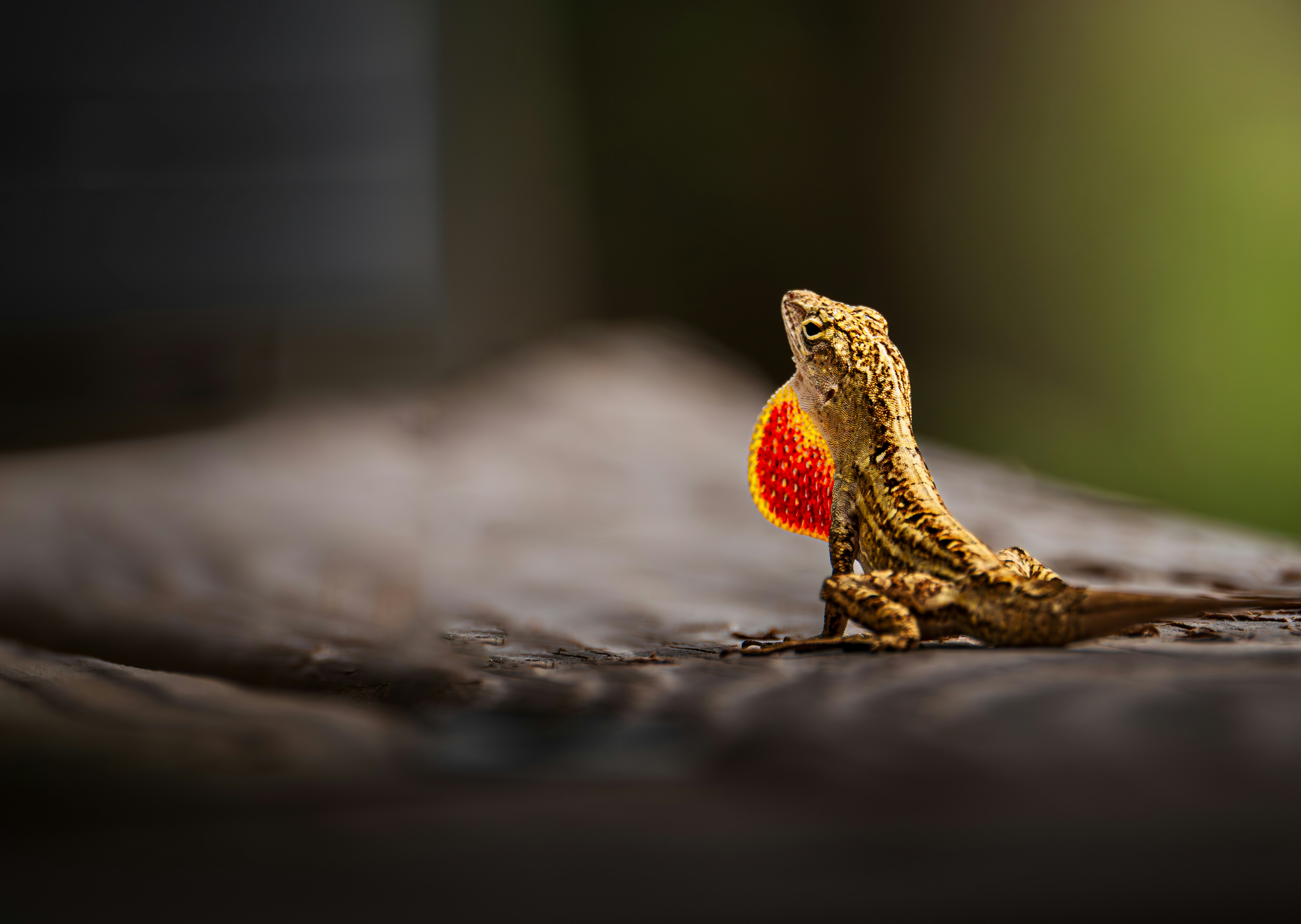 1. Anole Lizard (image credits: unsplash)