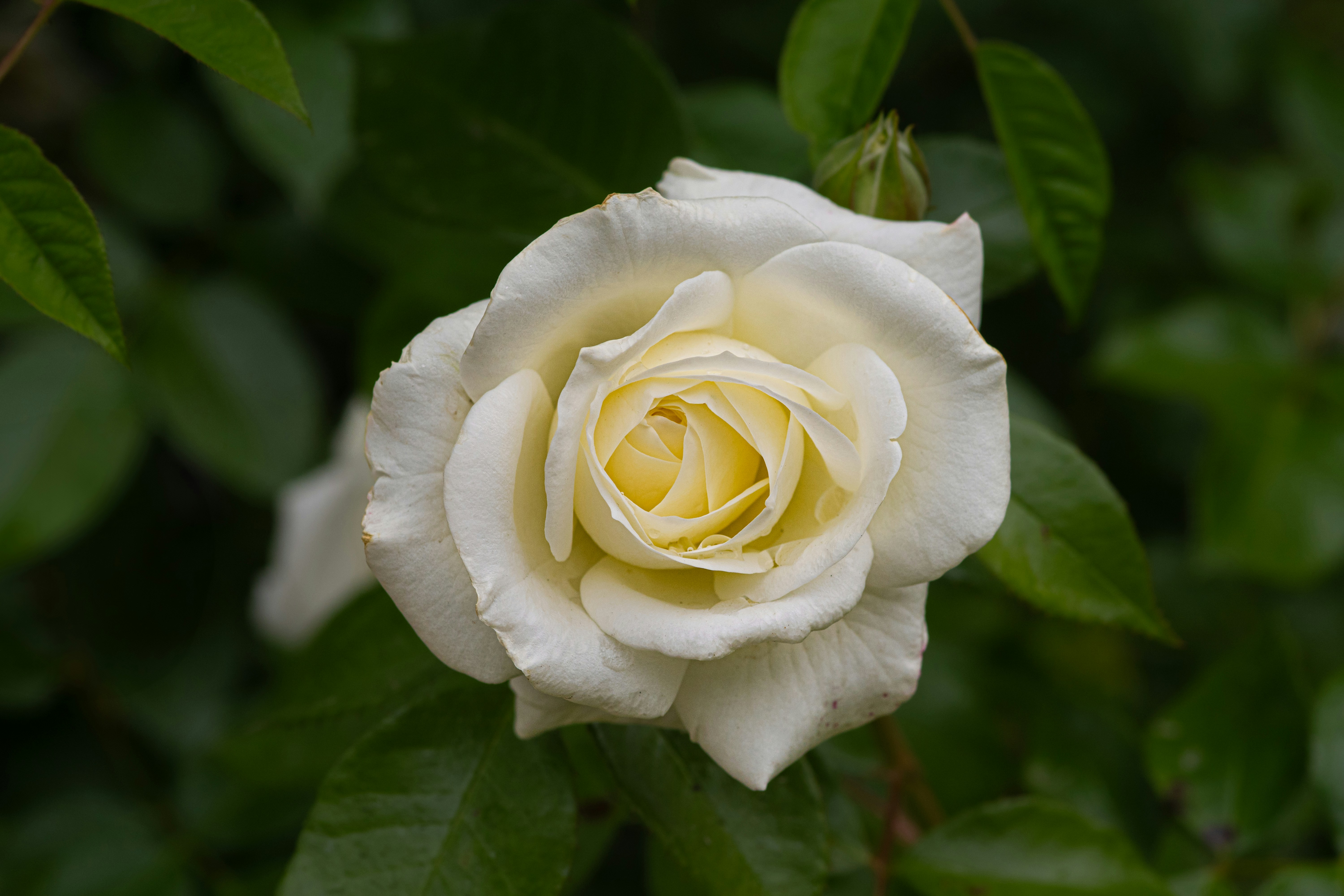 Photo by siegfriedpoepperl