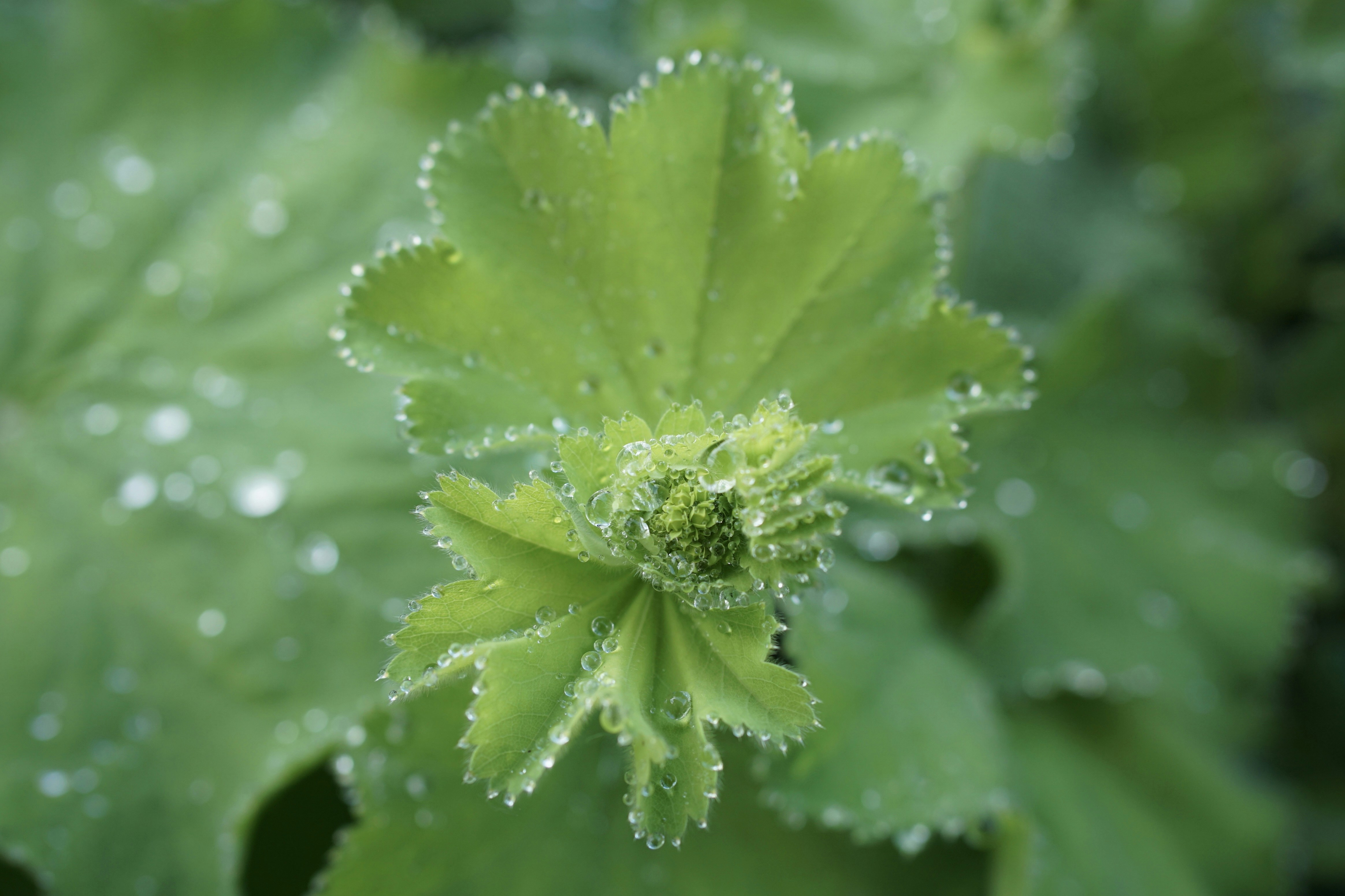 Photo by rikekoestlin