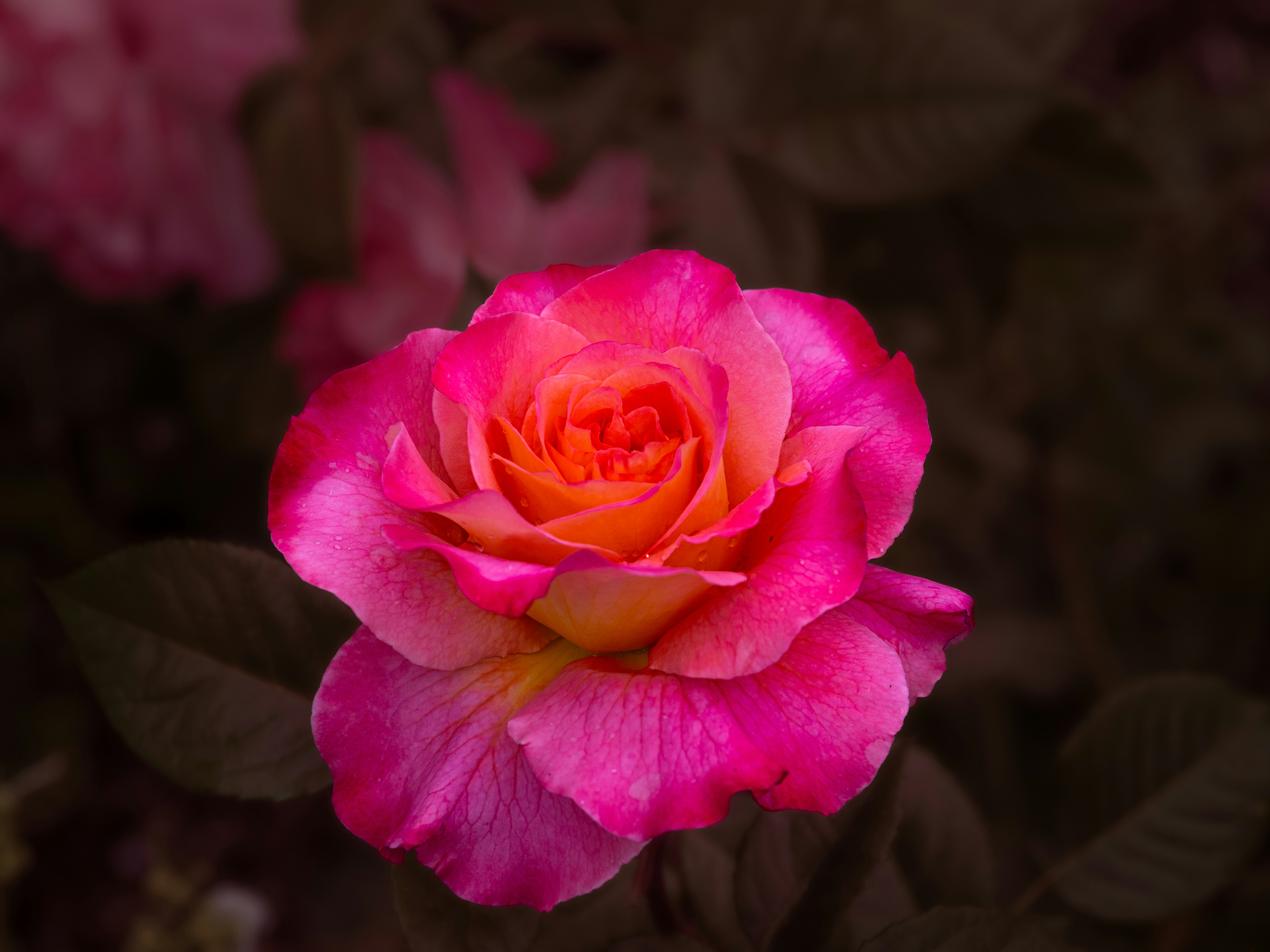 Photo by siegfriedpoepperl