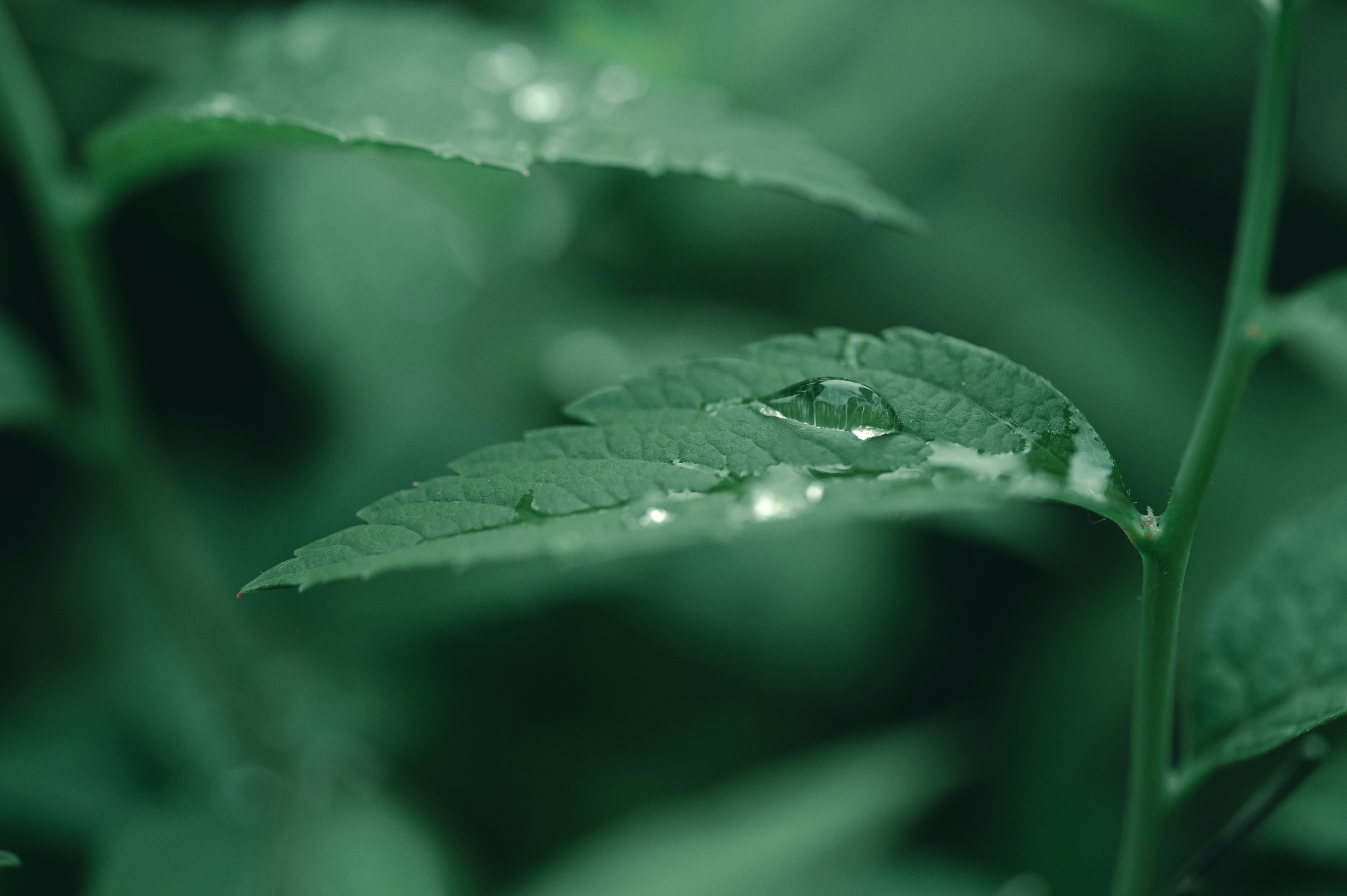 Photo by volodymyr_leush