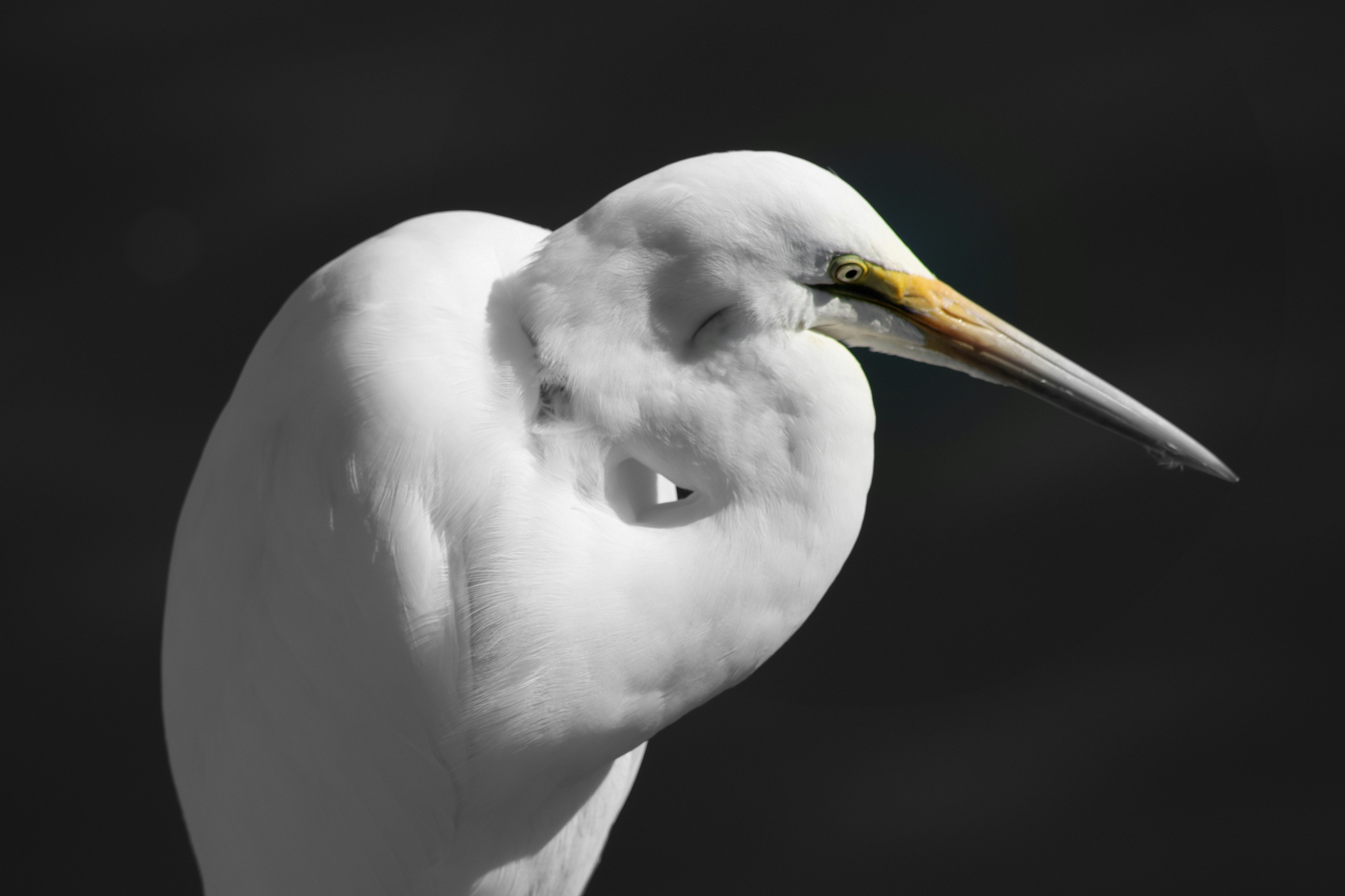 Photo by craigmanners_com