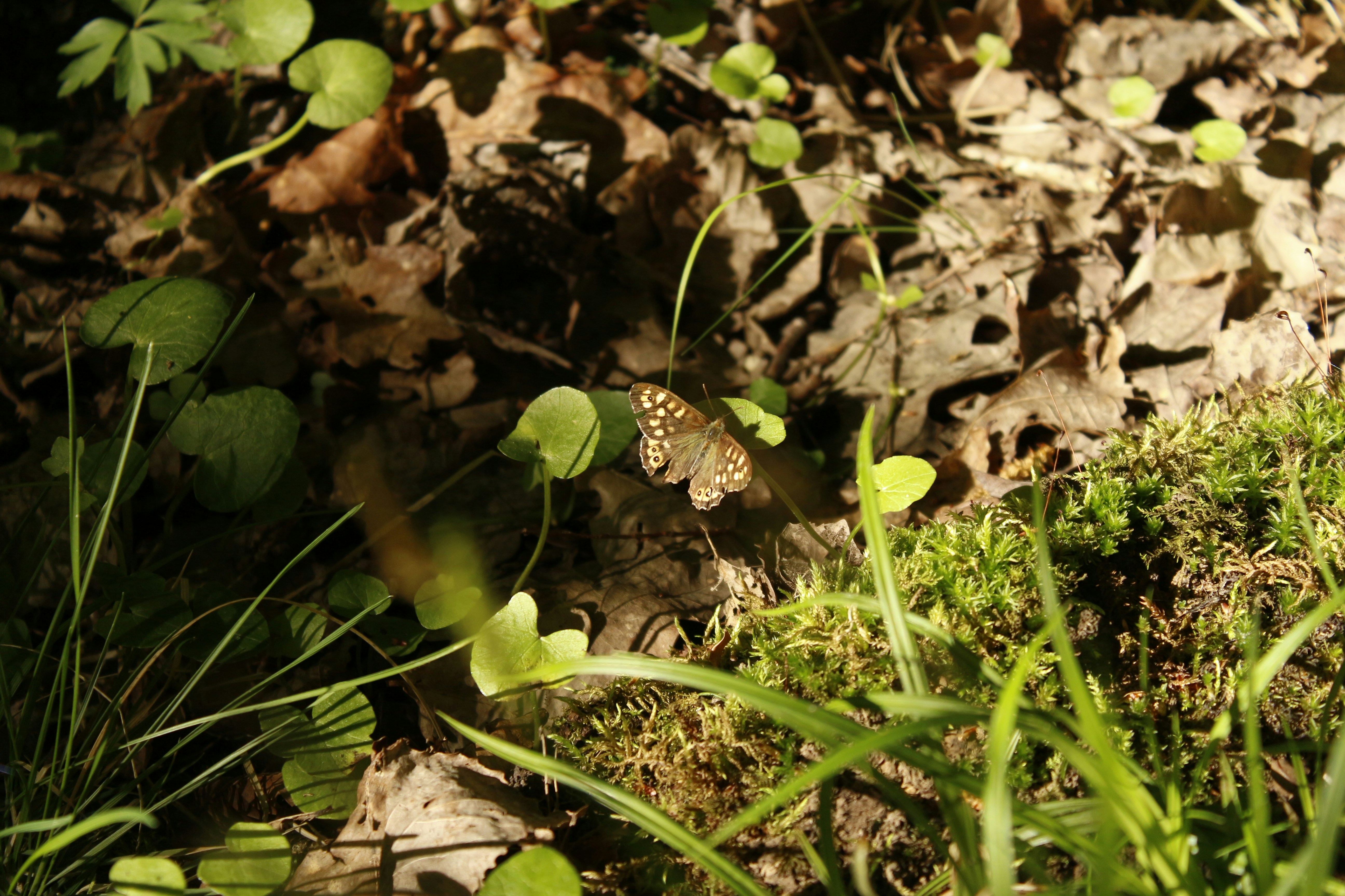 A butterfly sits among the leaves and greenery.