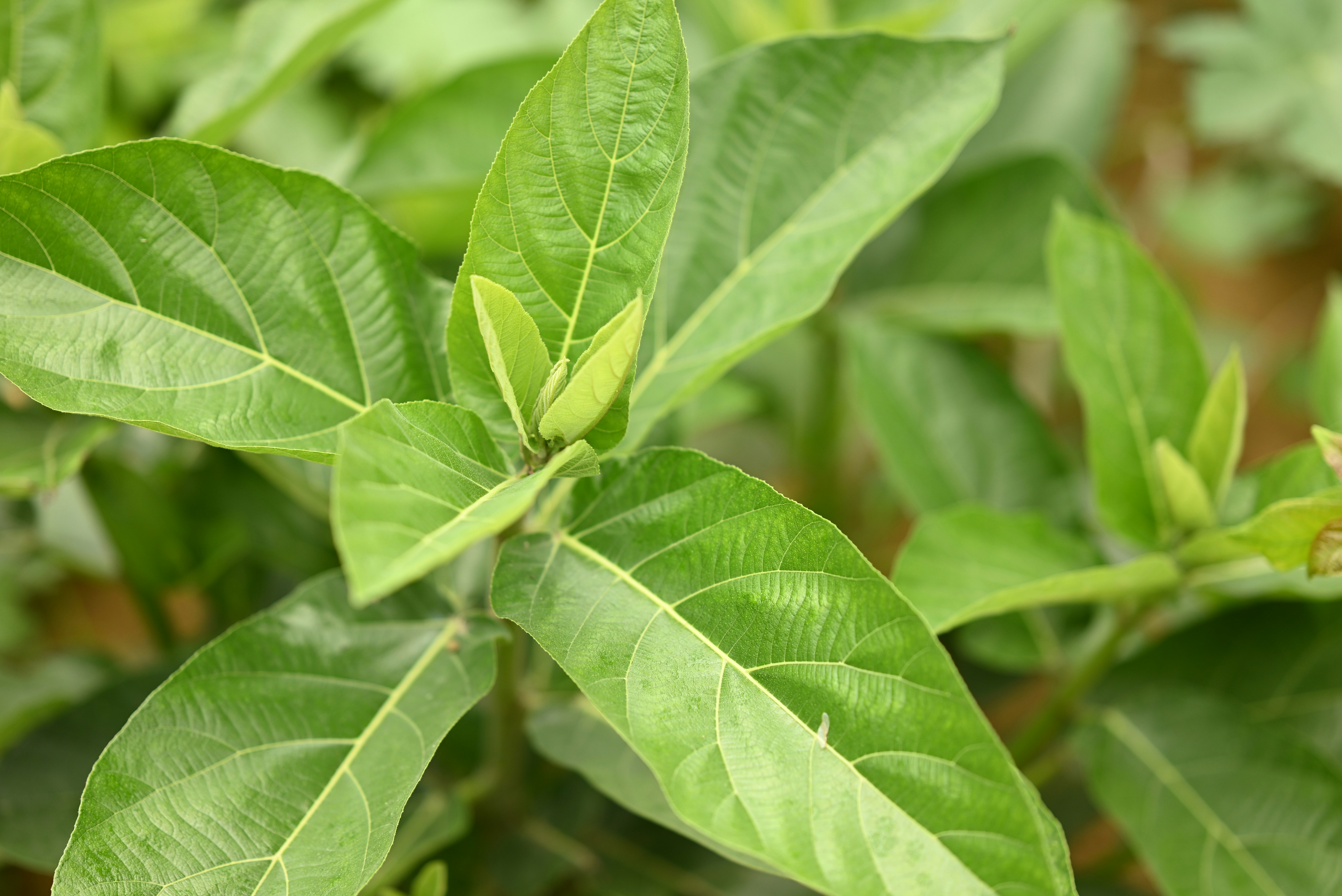 Vibrant green leaves of a healthy plant are shown.