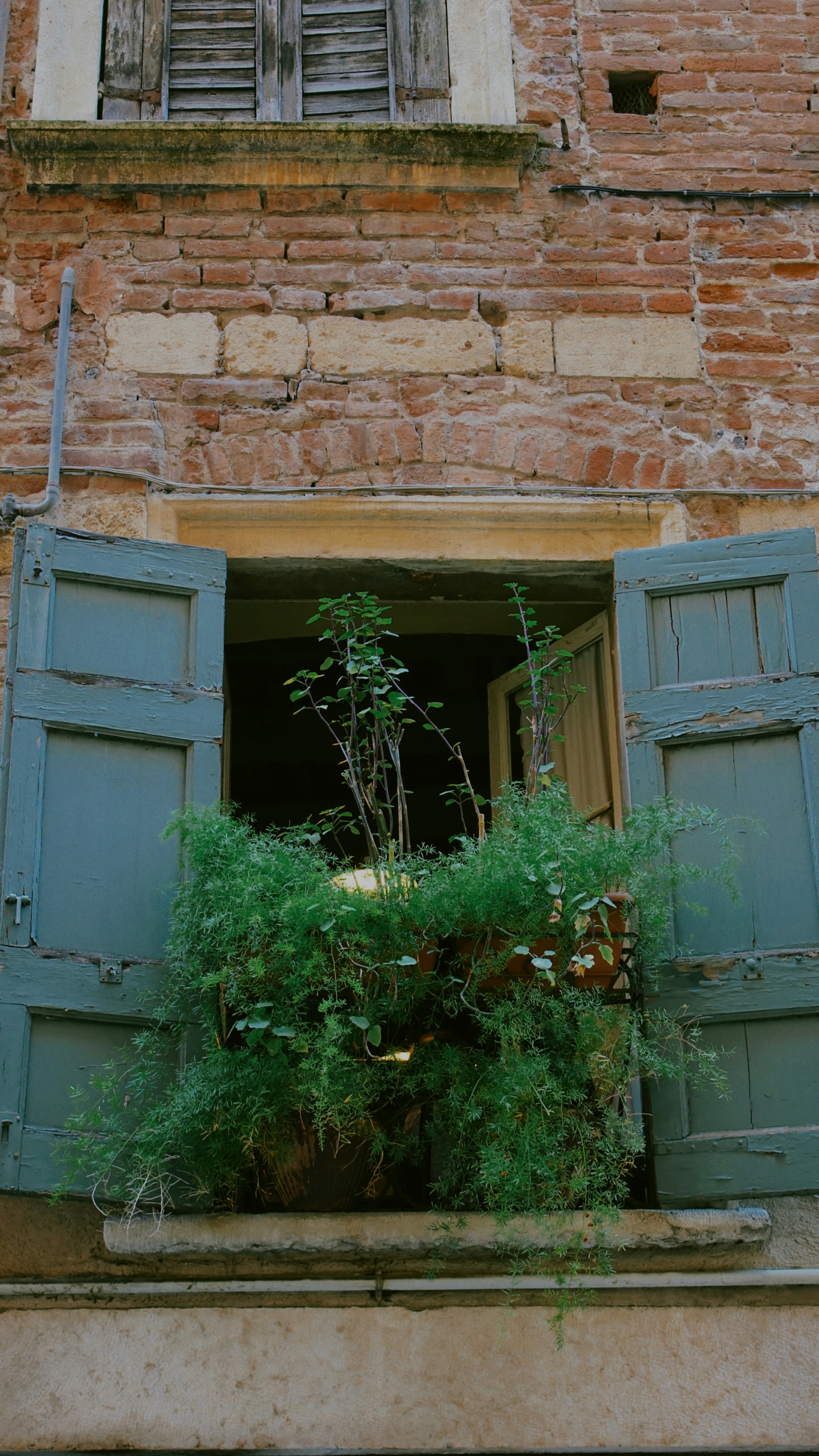 An open window with plants and shutters.