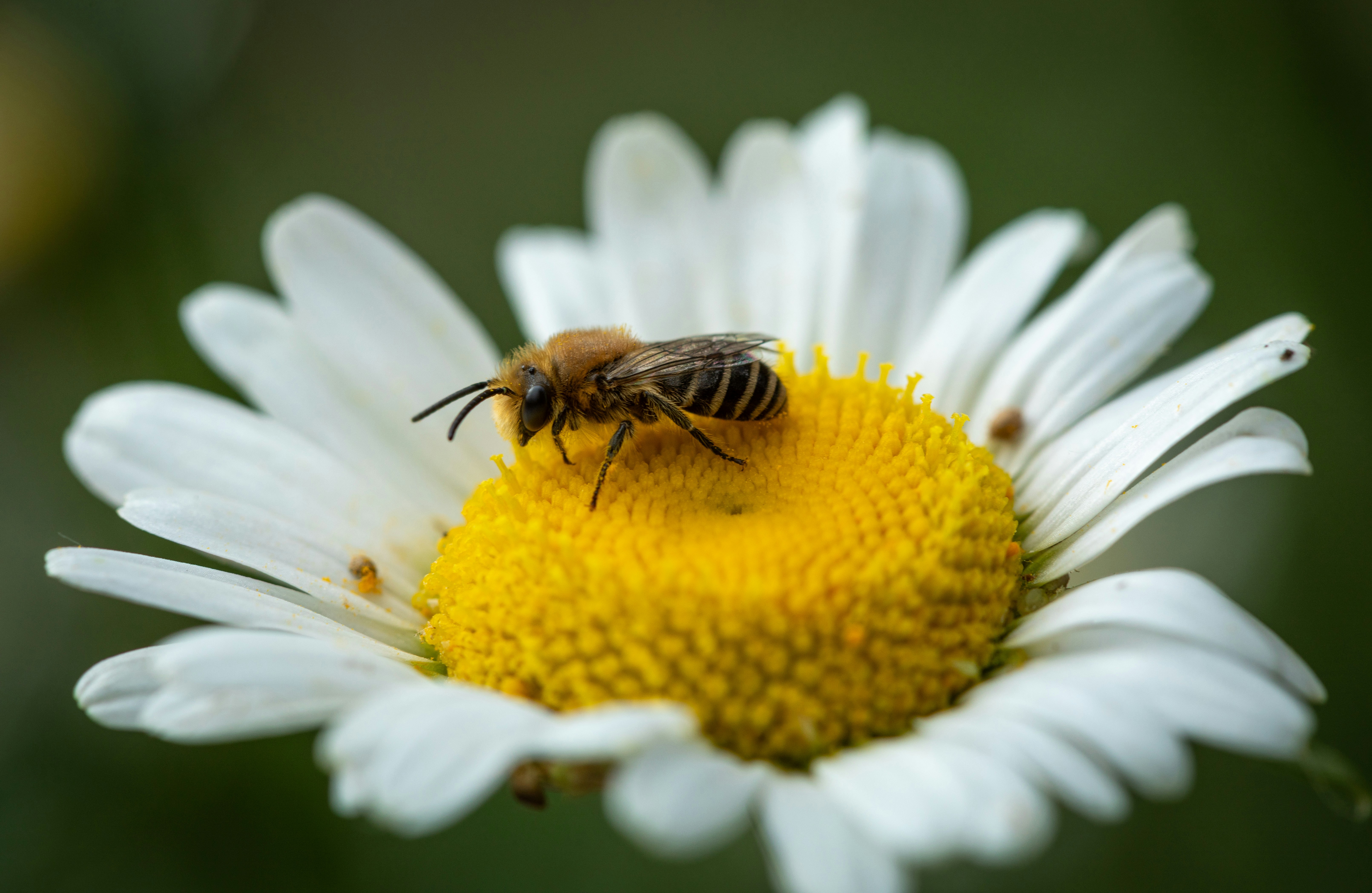 Photo by ferenccsullogcontemplative