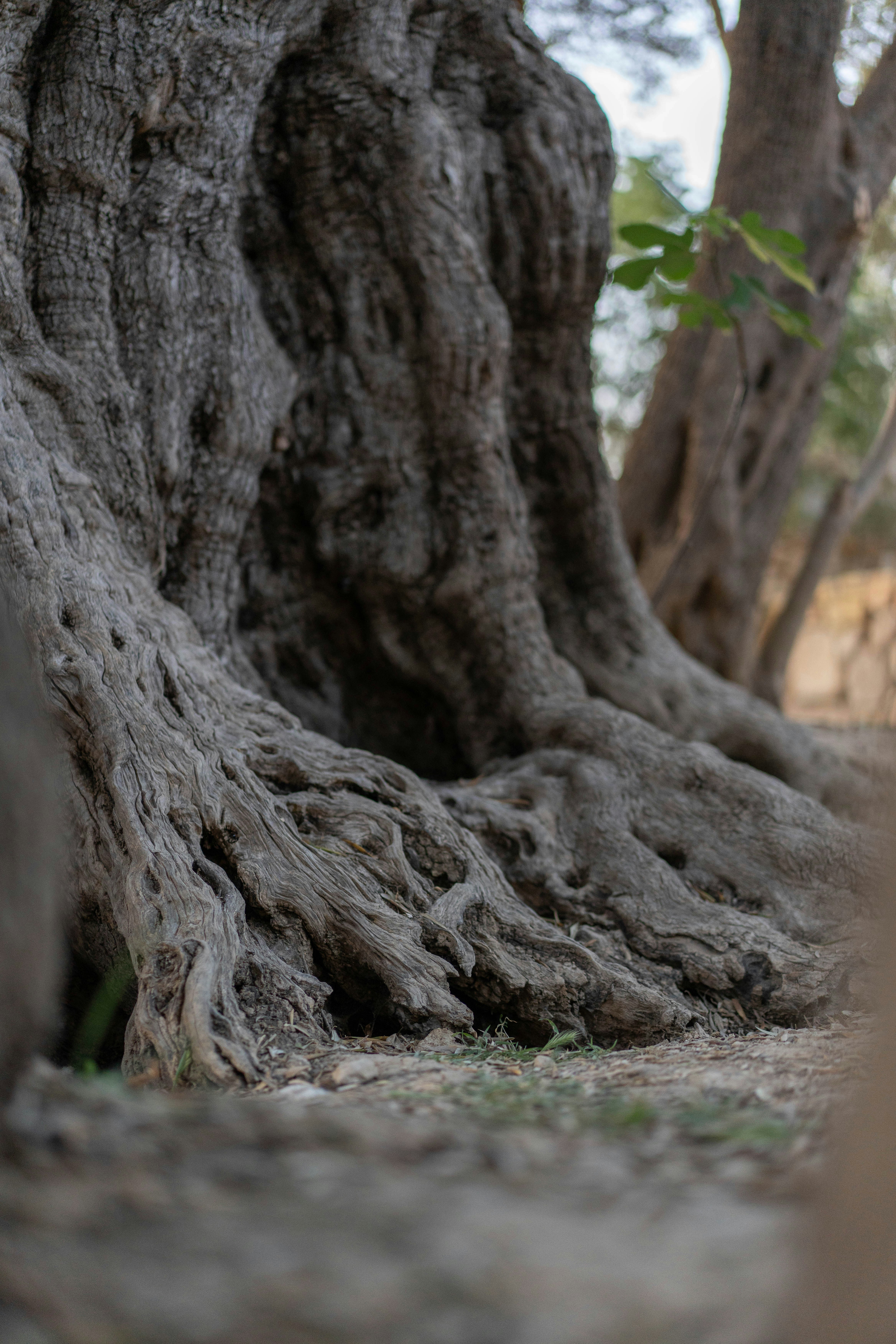 Photo by ahmadtalath