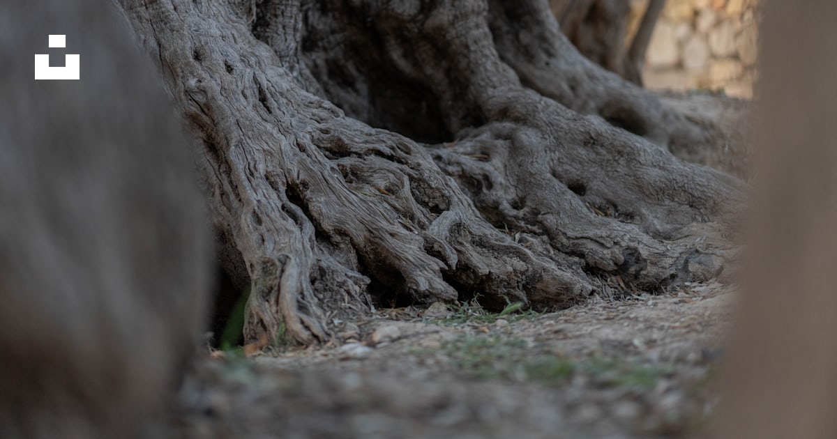 Gnarly roots of a large, old tree are shown. photo – Free Tree trunk ...