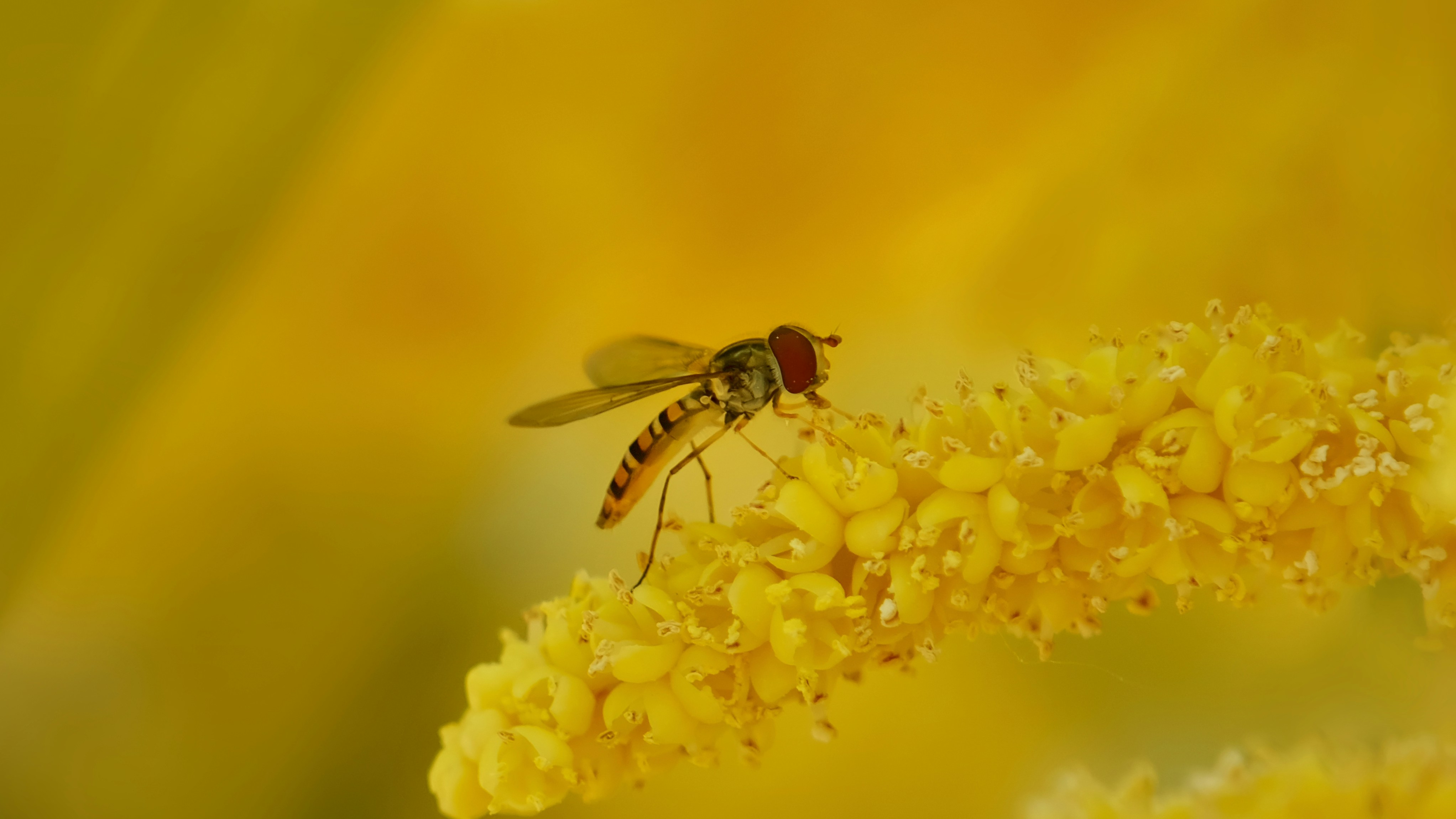 A hoverfly sits on yellow flower.