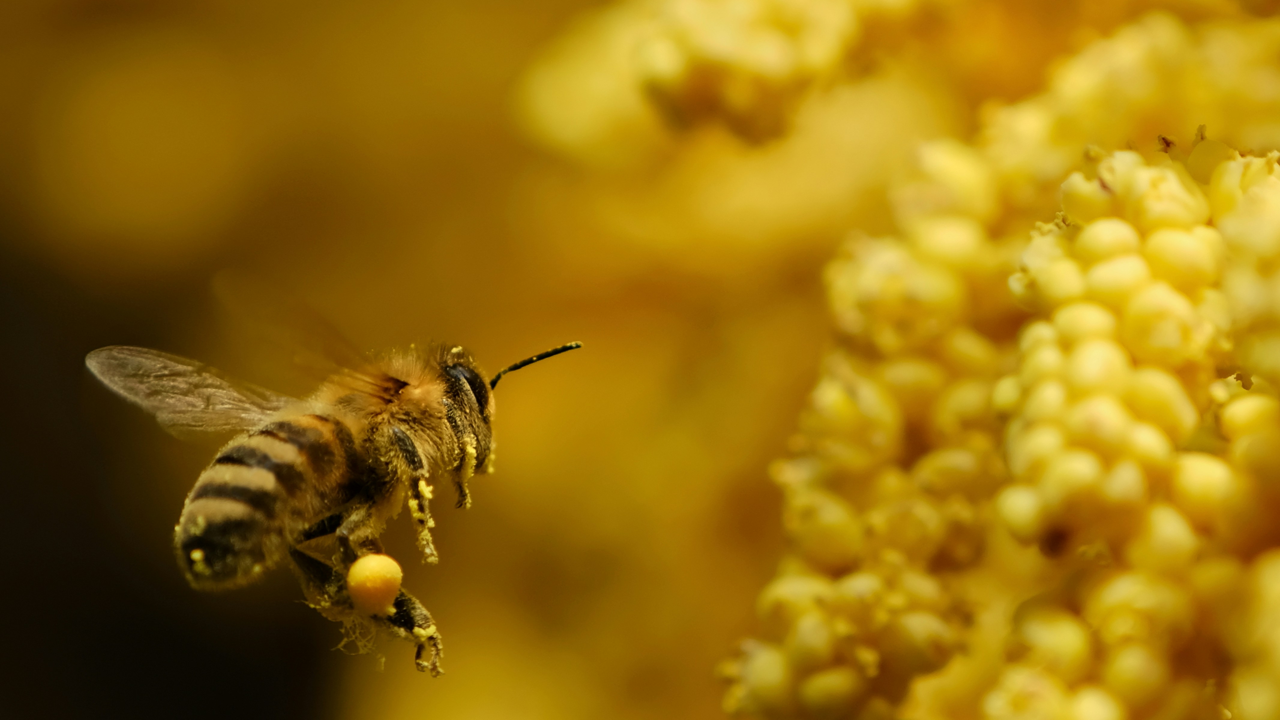 A bee flies near yellow flowers.