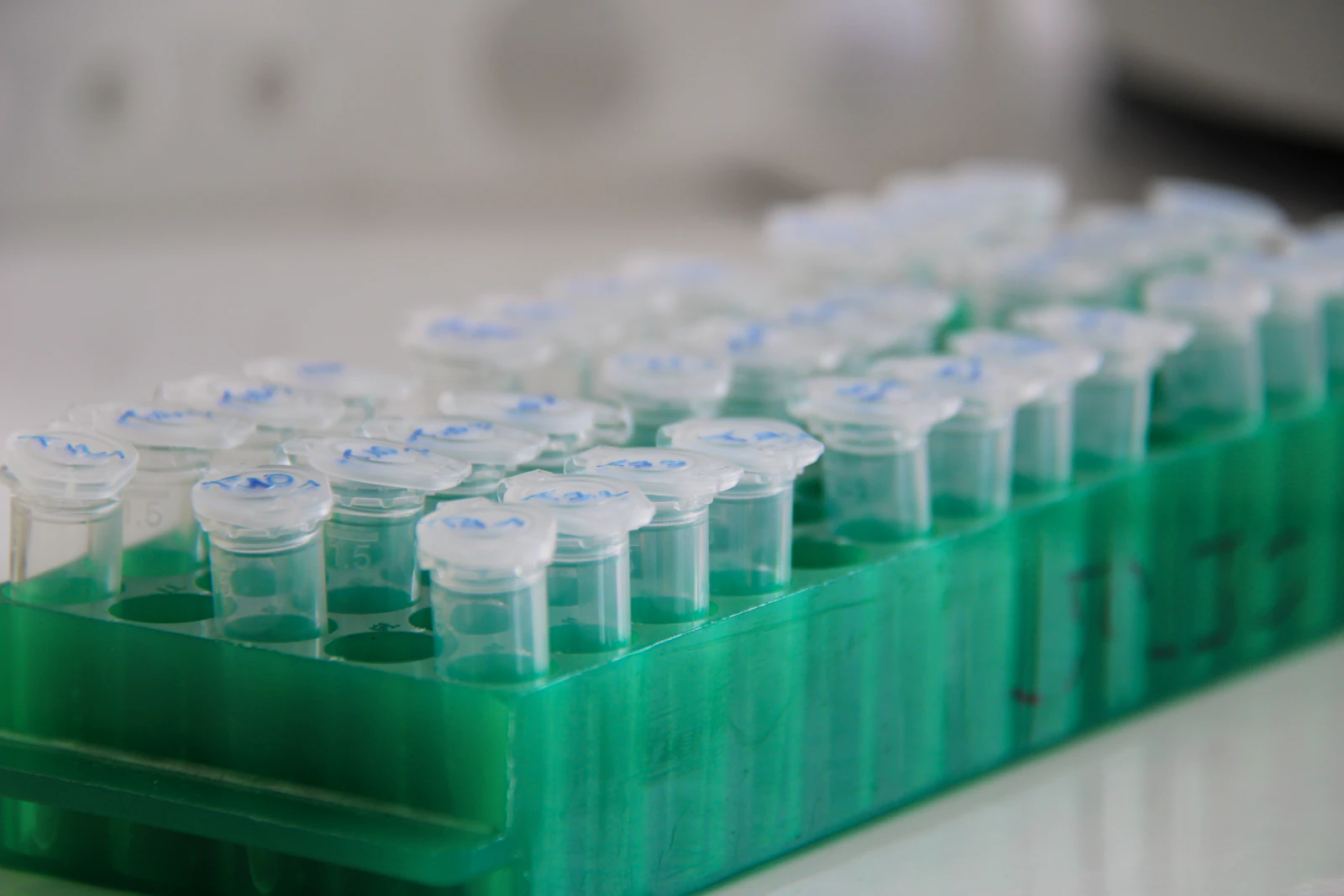 Sealed urine specimen tubes racked for laboratory drug testing analysis