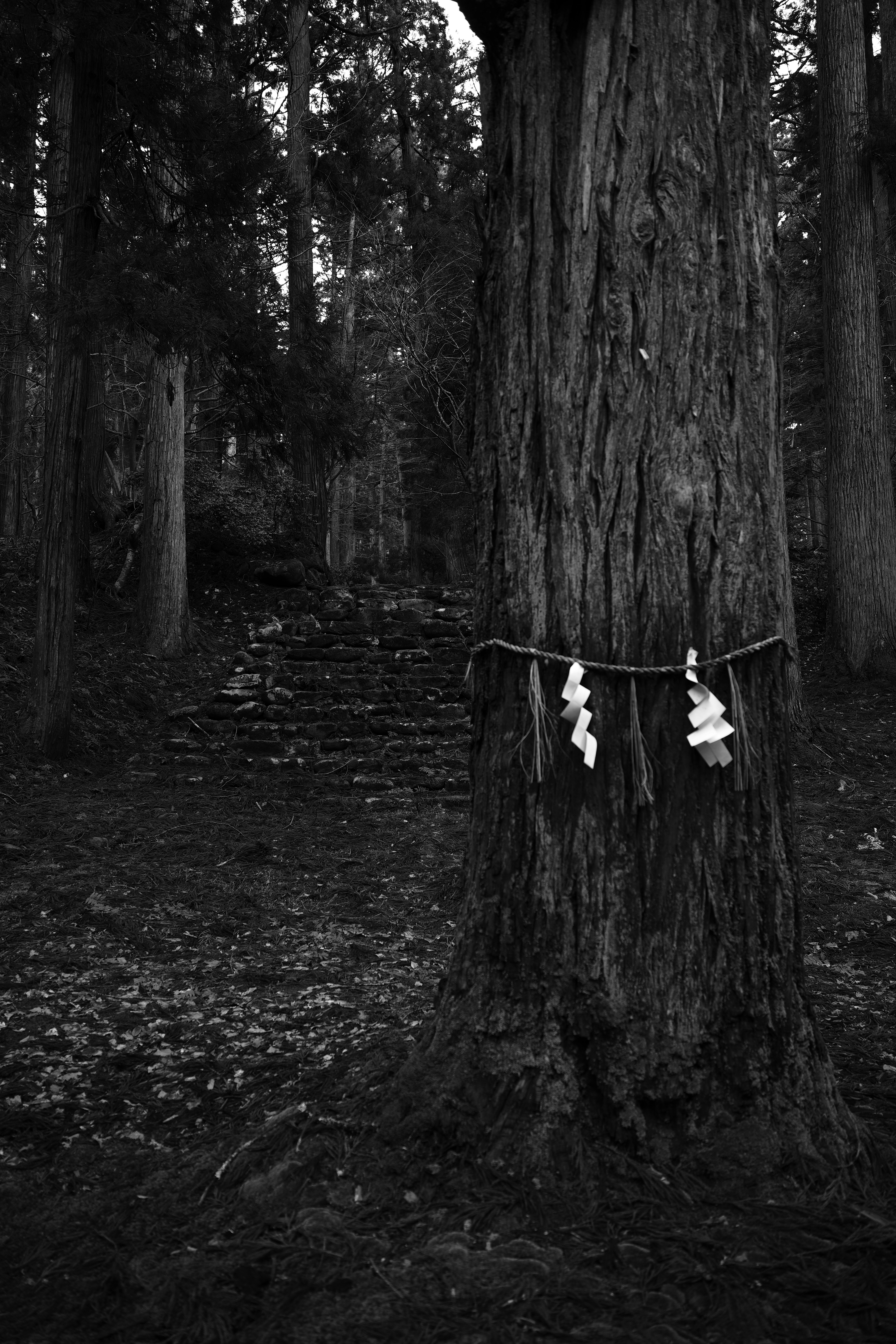 Un árbol sagrado se encuentra frente a los escalones de piedra en un bosque.