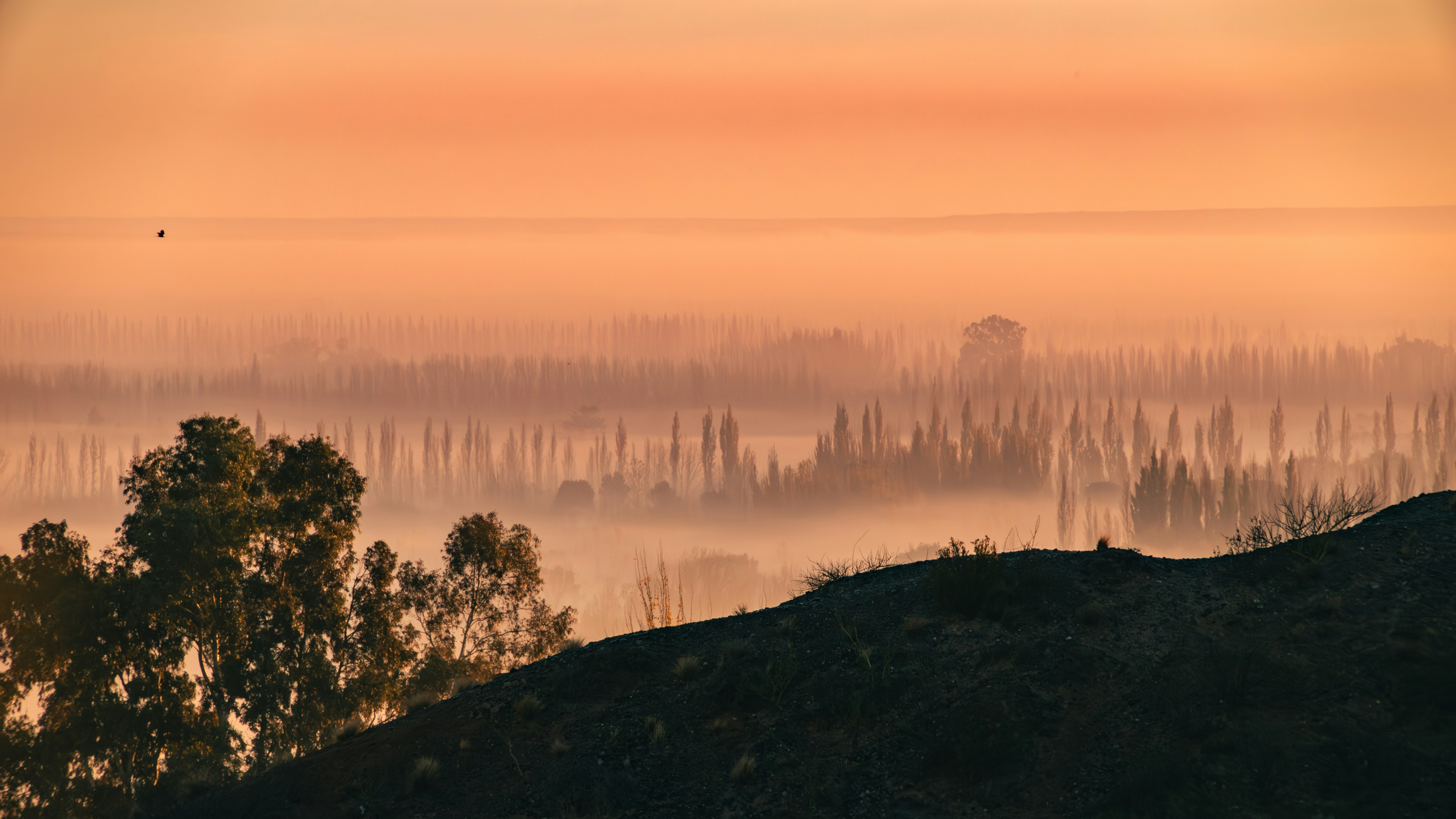 Nascer do sol nebuloso sobre uma floresta distante.