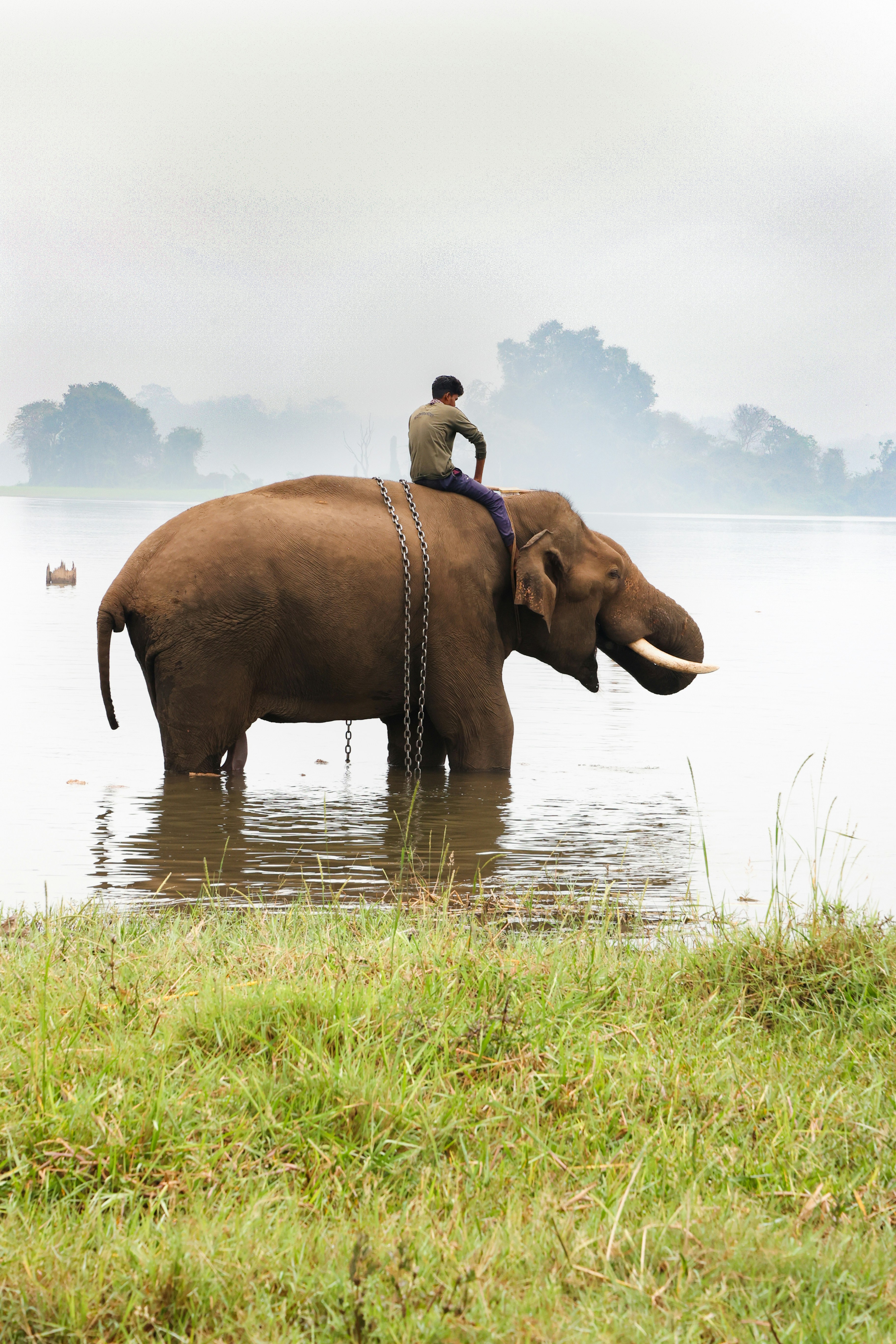 Photo by pavannaikfcds