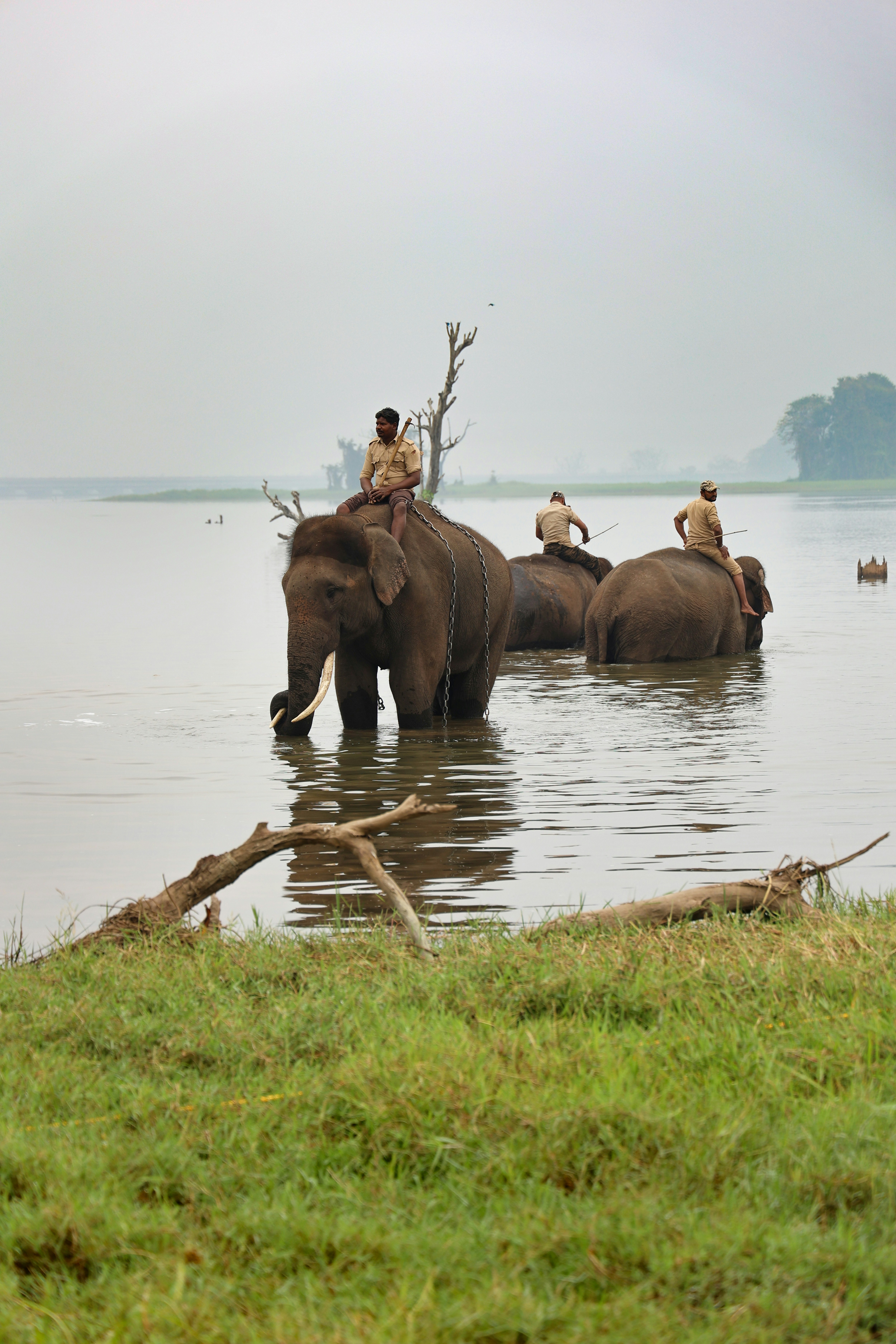 Photo by pavannaikfcds