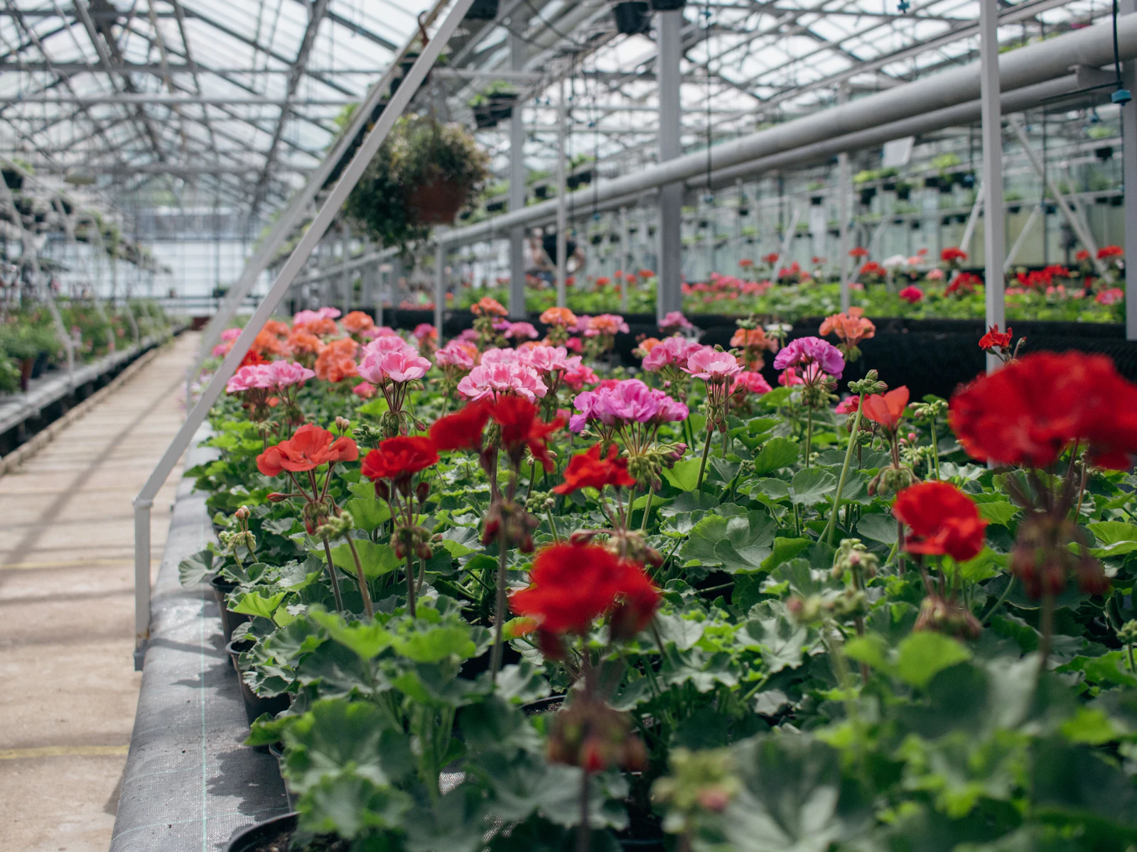 Greenhouse benches filled with red and pink bedding plants – garden centre display ideas Ireland