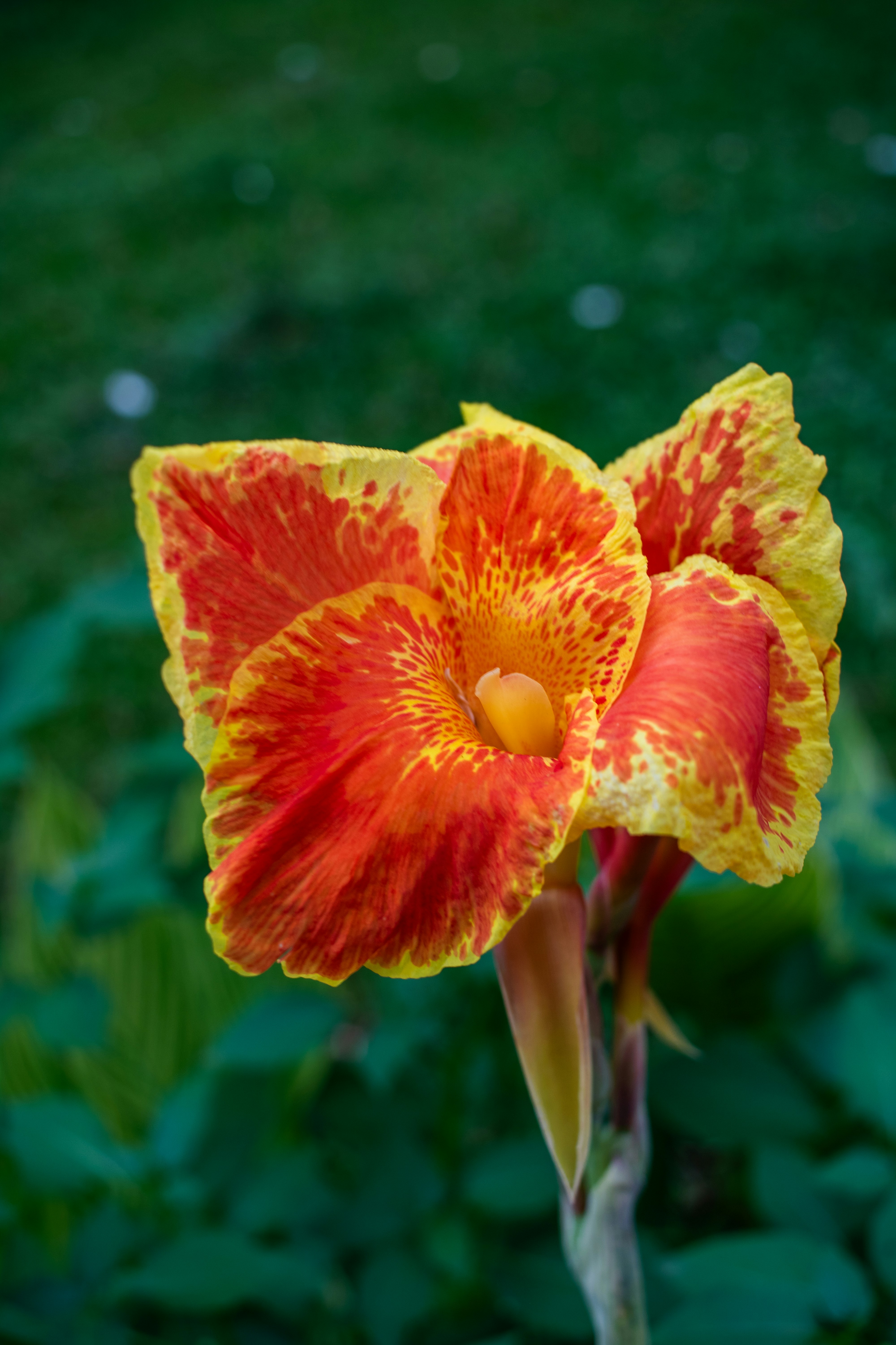 Florece una flor vibrante de color naranja y amarillo. foto – Imagen de Flor  gratuita en Unsplash, image size:3000x4500