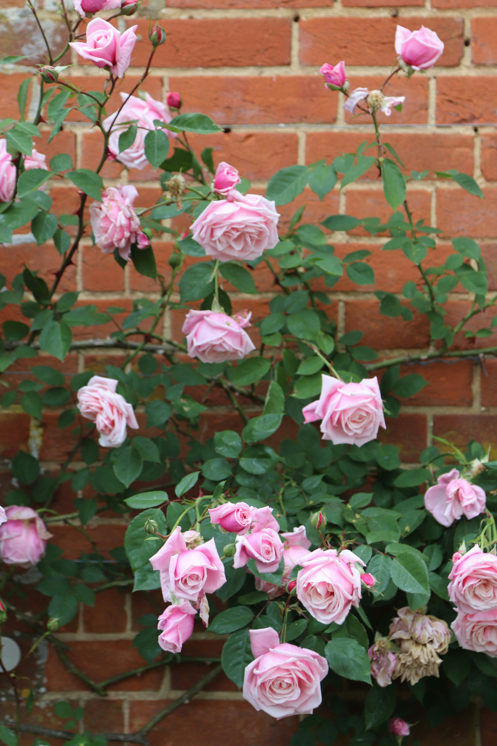 Photo by tanyabarrow